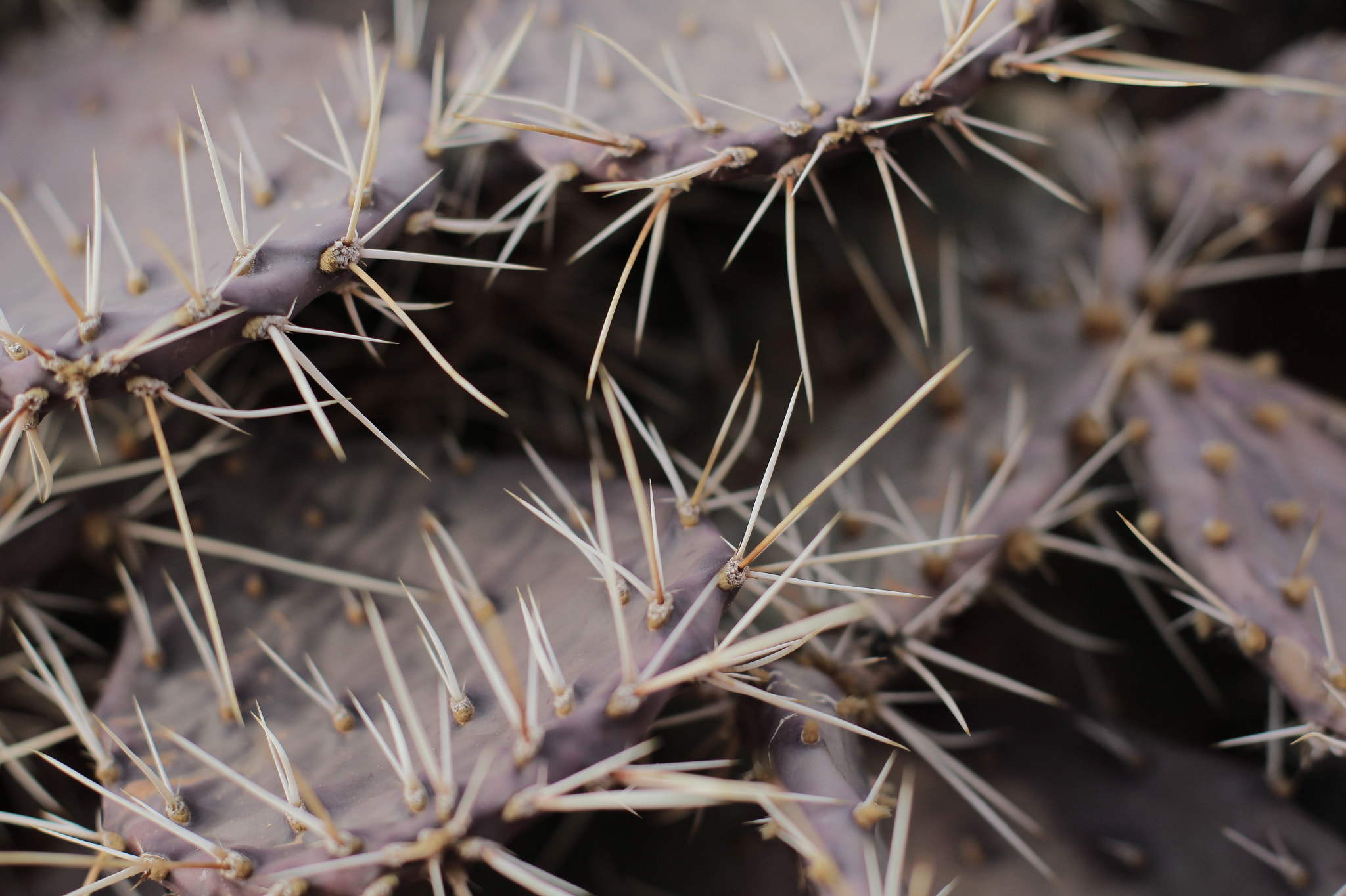 Canon EF 50mm f/1.8 sample photo. Arches national park, moab, utah photography