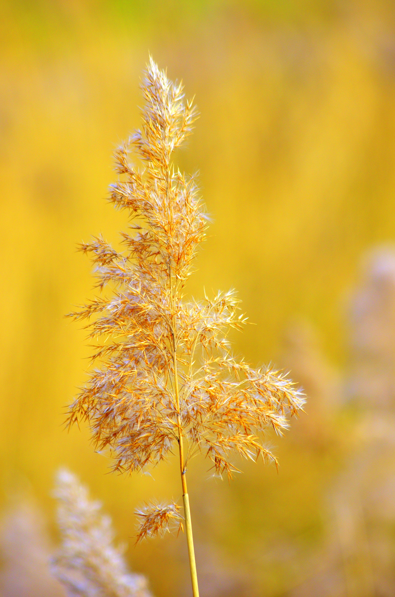 Pentax K-5 sample photo. Reed in autumnal outfit photography