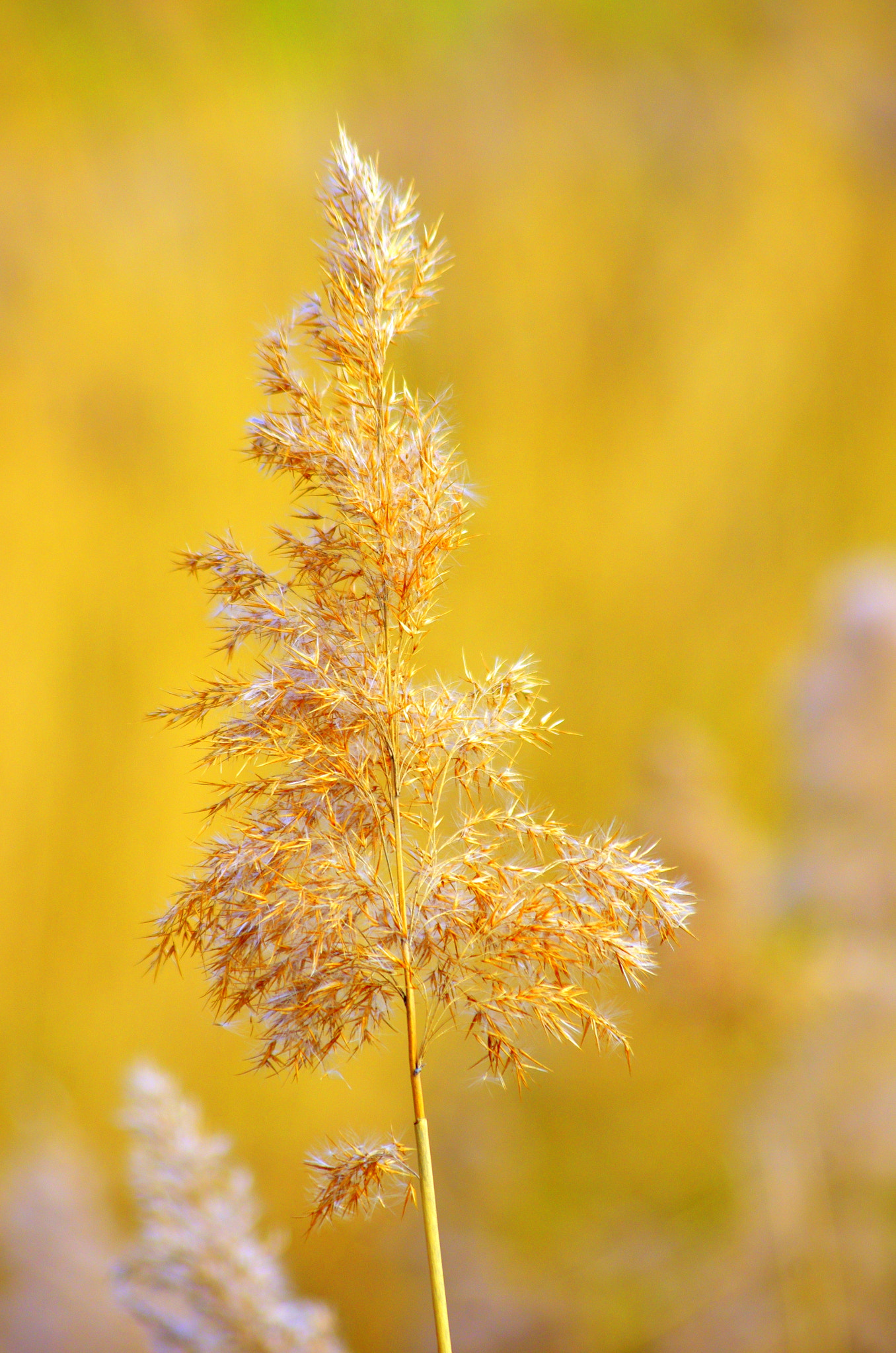 smc PENTAX-DA L 55-300mm F4-5.8 ED sample photo. Reed in autumnal outfit photography