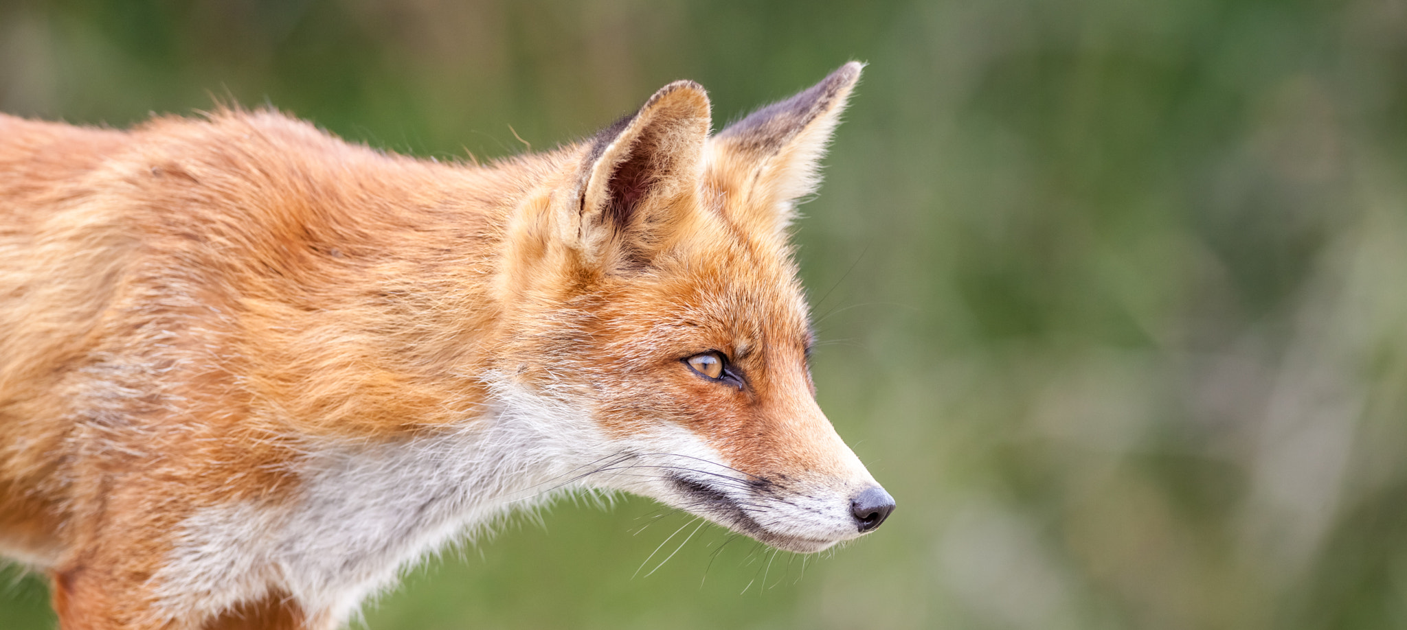 Canon EOS 5D Mark II + Canon EF 400mm f/2.8L sample photo. An red fox photography