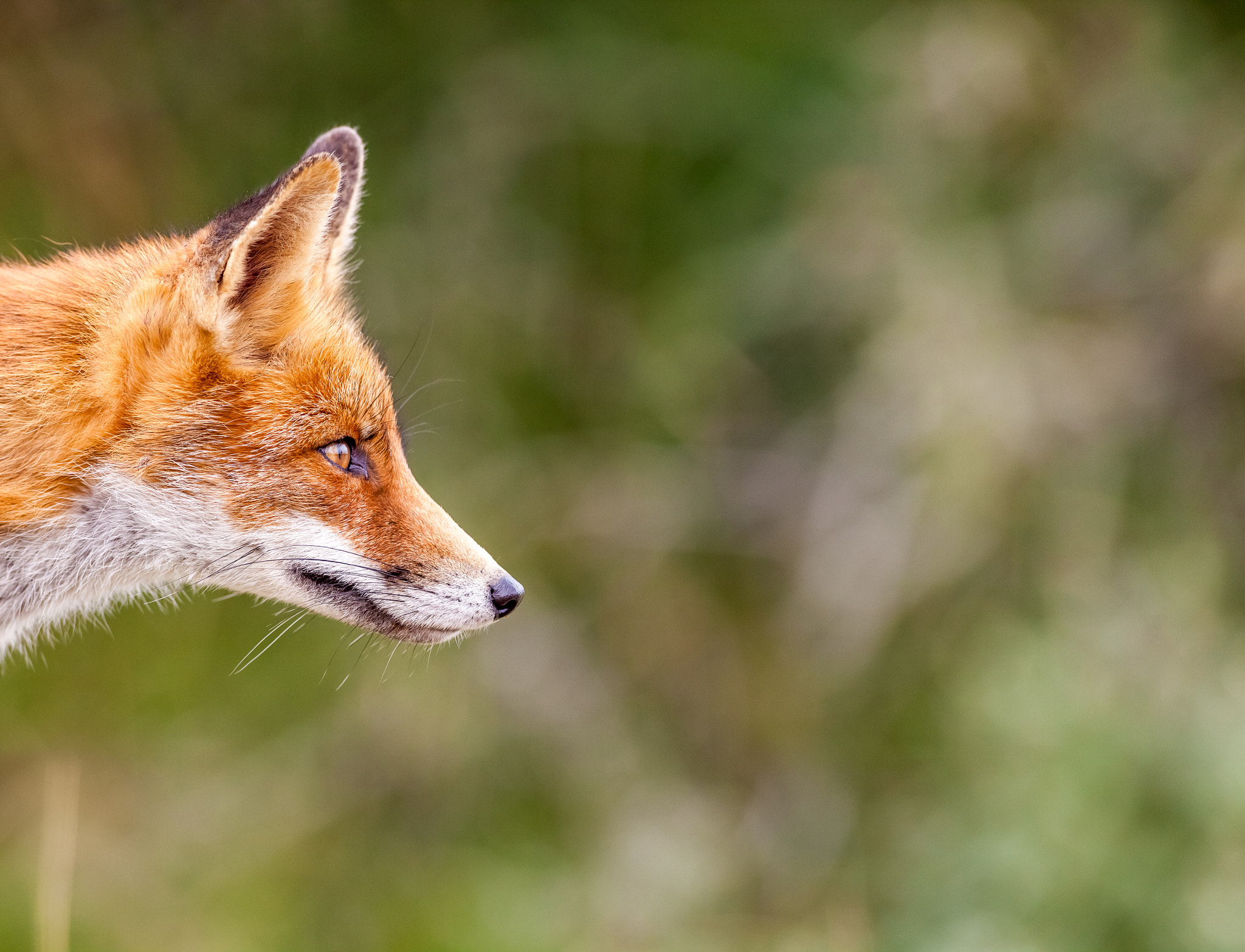 Canon EOS 5D Mark II + Canon EF 400mm f/2.8L sample photo. An red fox photography