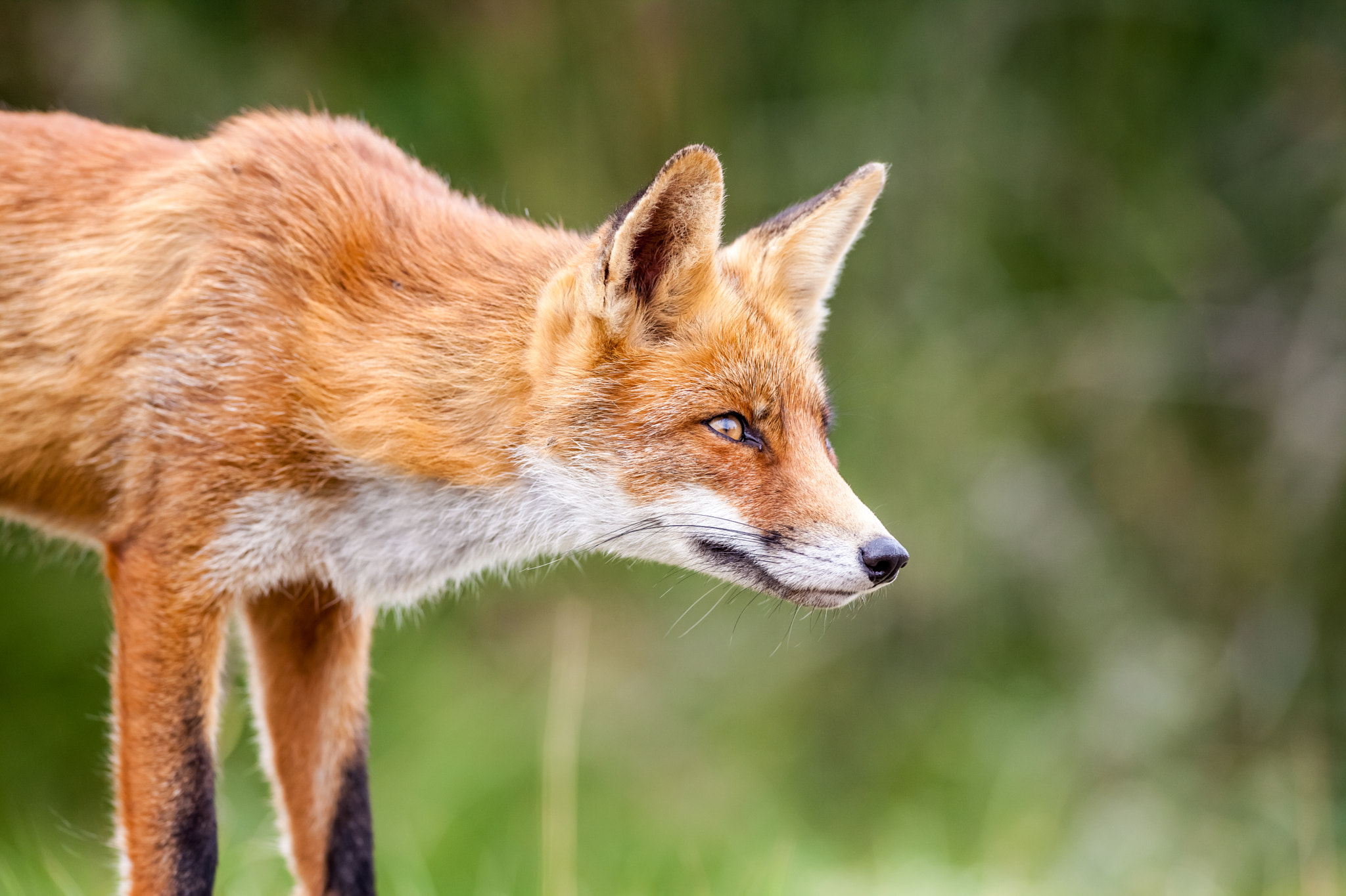 Canon EOS 5D Mark II + Canon EF 400mm f/2.8L sample photo. An red fox photography