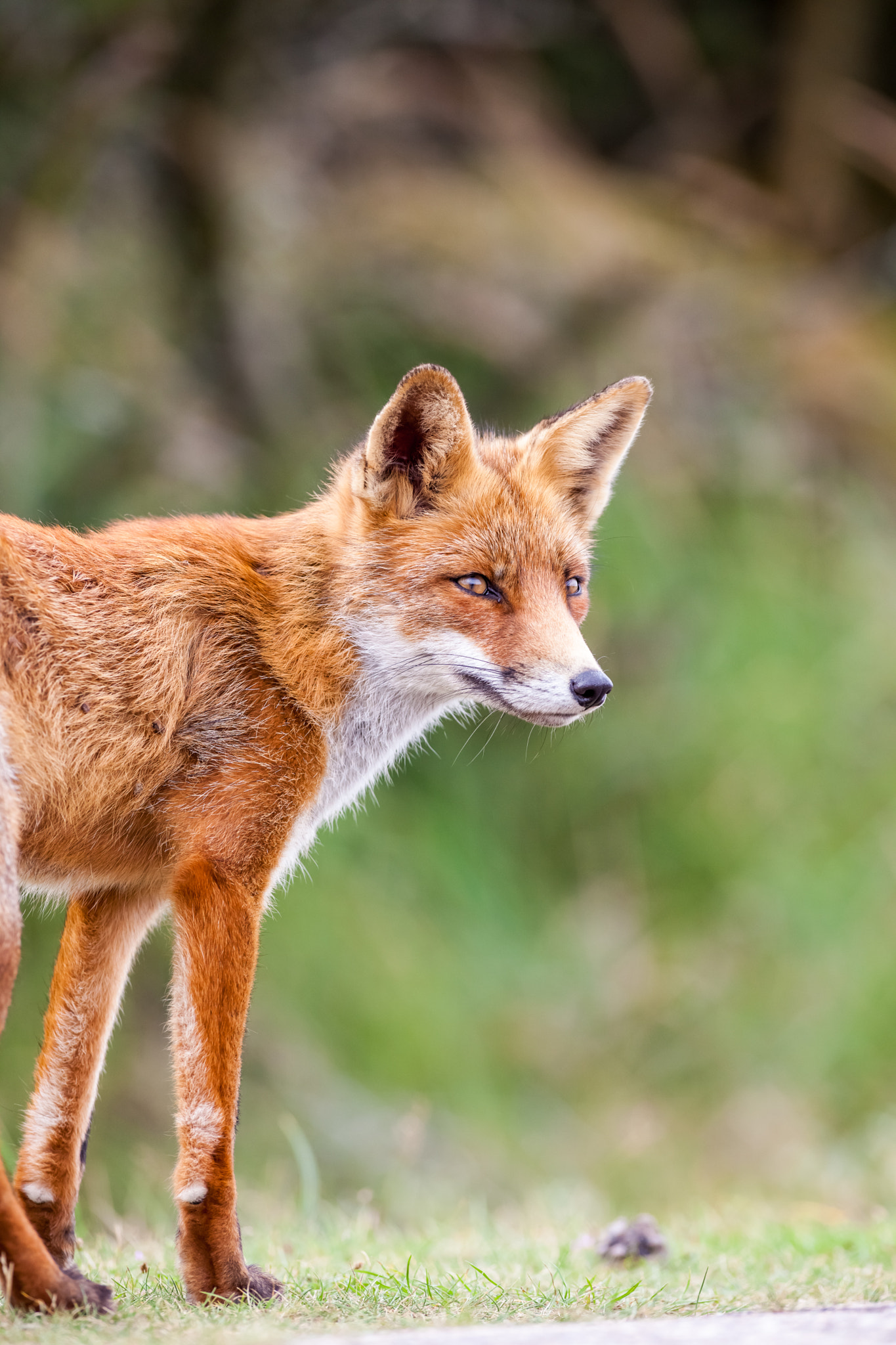 Canon EOS 5D Mark II + Canon EF 400mm f/2.8L sample photo. An red fox photography