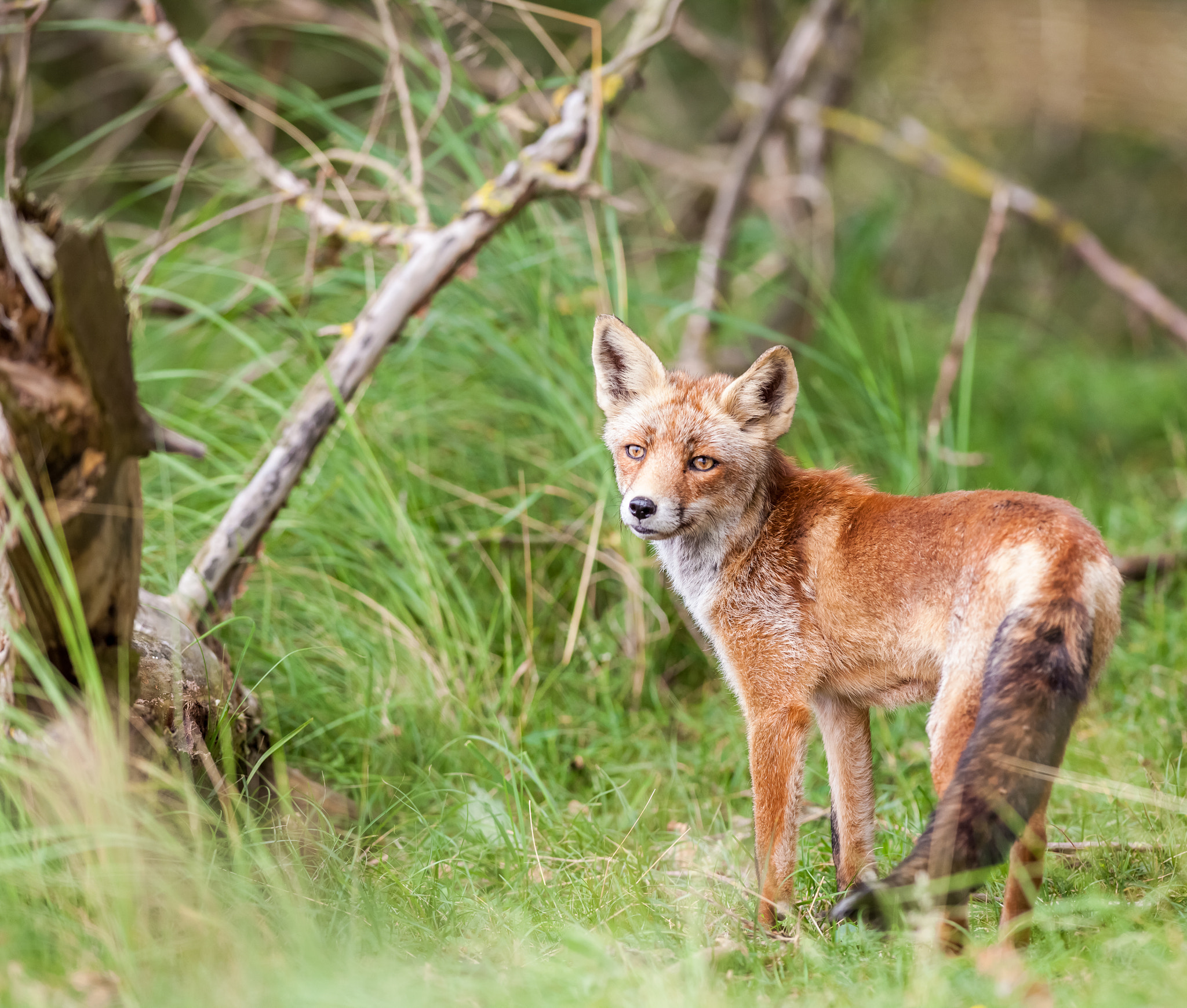 Canon EF 400mm f/2.8L sample photo. An red fox photography