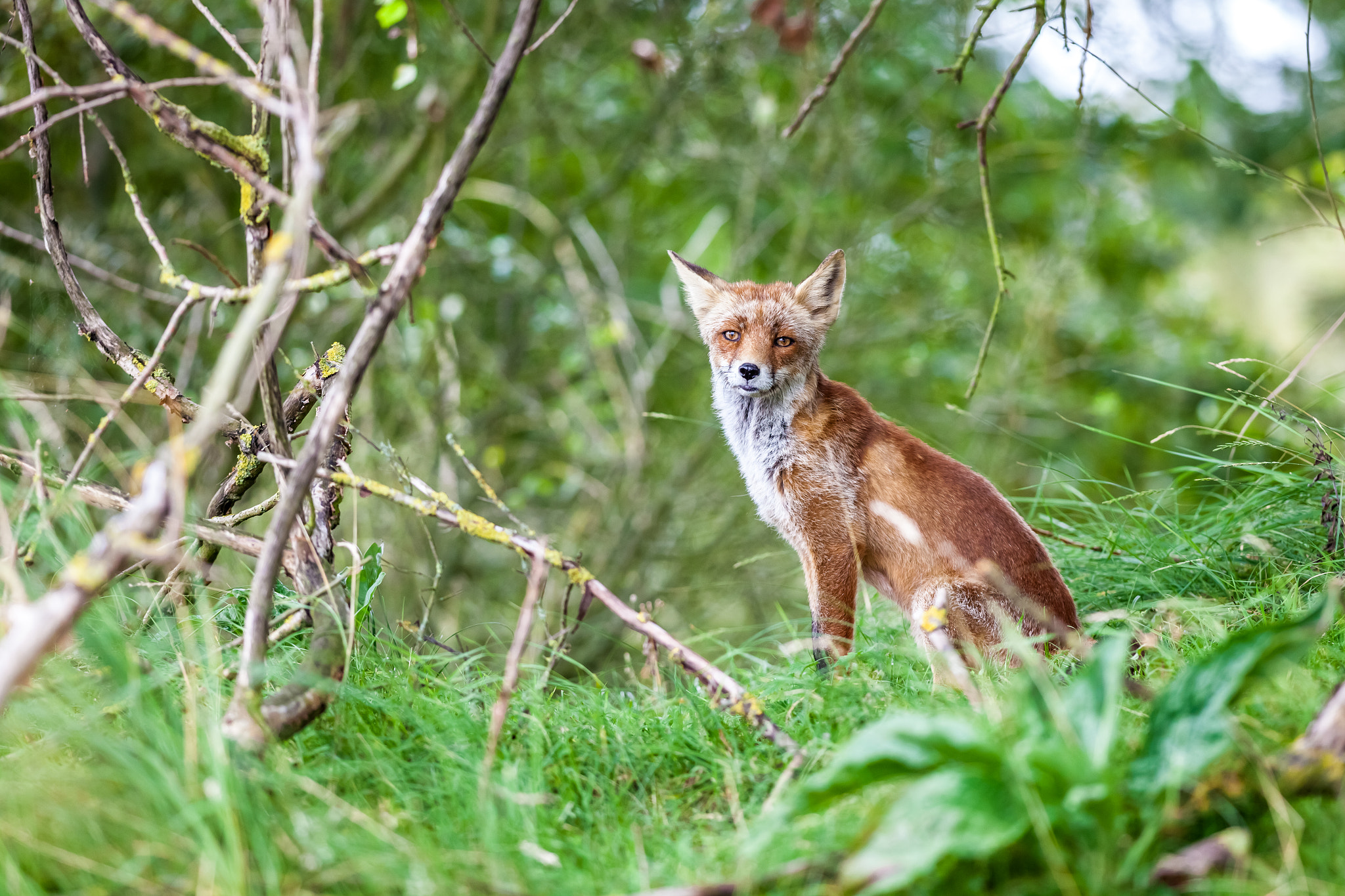 Canon EOS 5D Mark II sample photo. An red fox photography