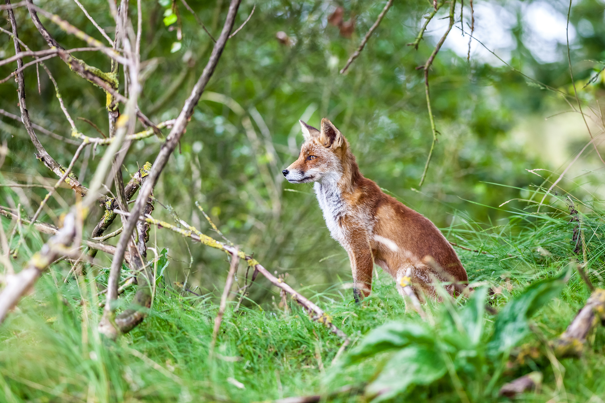 Canon EOS 5D Mark II + Canon EF 400mm f/2.8L sample photo. An red fox photography