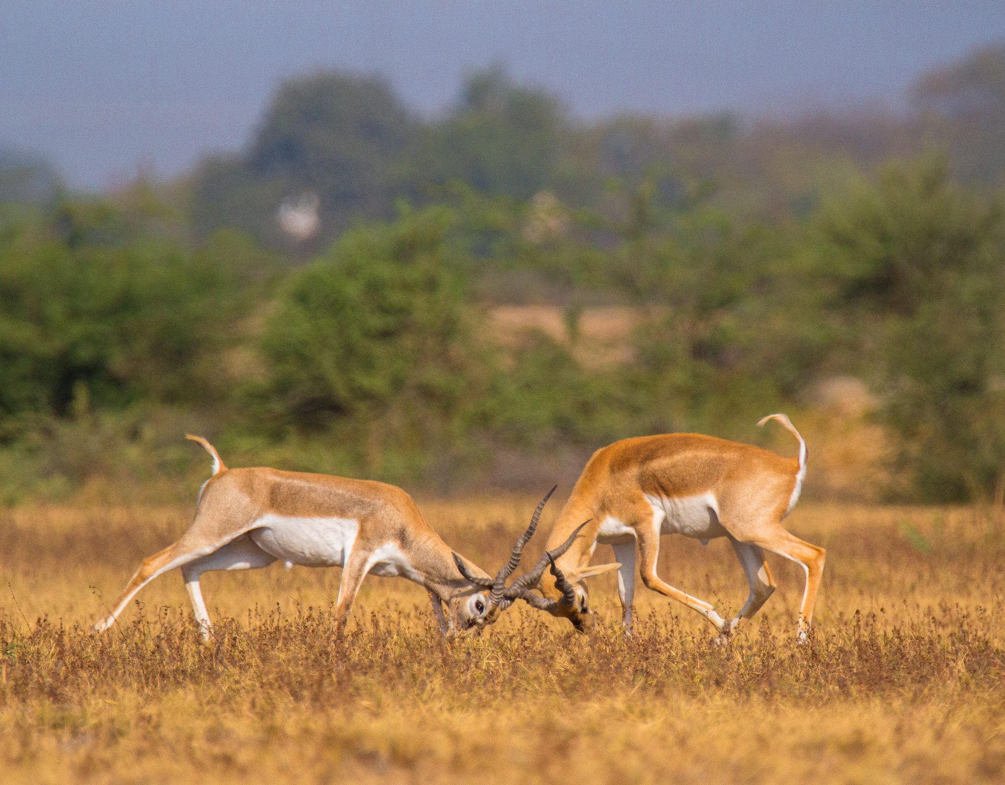 Tamron SP 150-600mm F5-6.3 Di VC USD sample photo. Black buck  photography