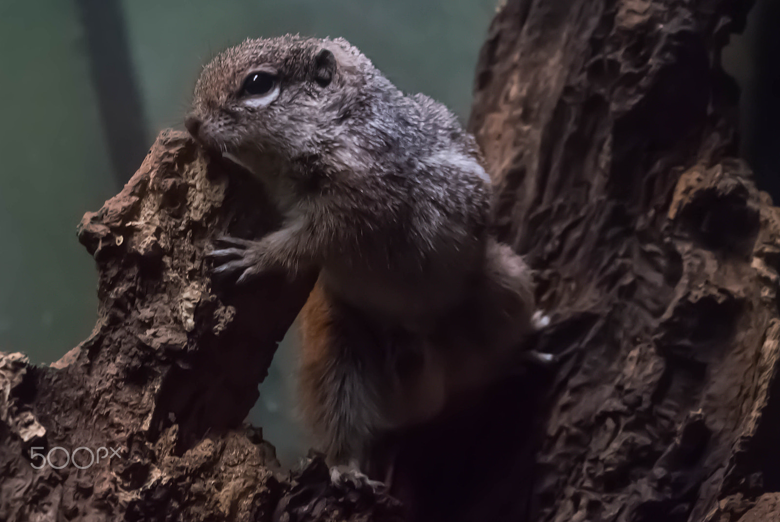 Sony a99 II + Minolta AF 100mm F2.8 Macro [New] sample photo. "harris's antelope squirrel" lives in rainforests photography