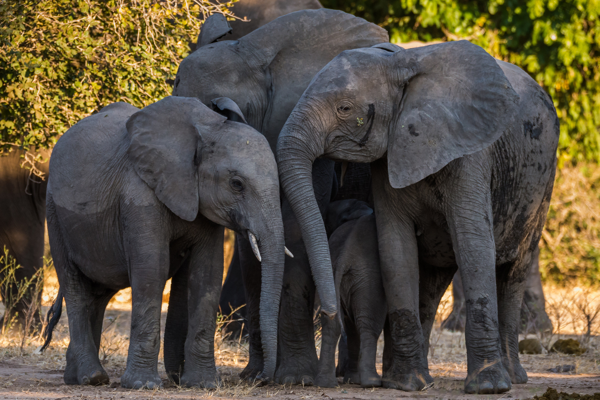 Sigma 150-600mm F5-6.3 DG OS HSM | S sample photo. Family huddle photography