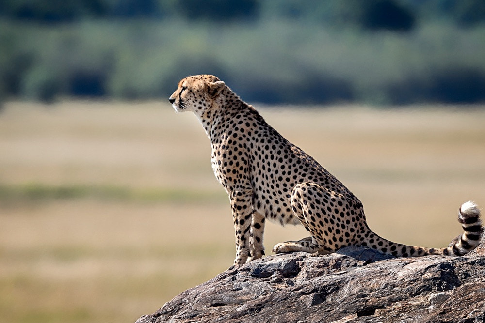Nikon AF-S Nikkor 600mm F4E FL ED VR sample photo