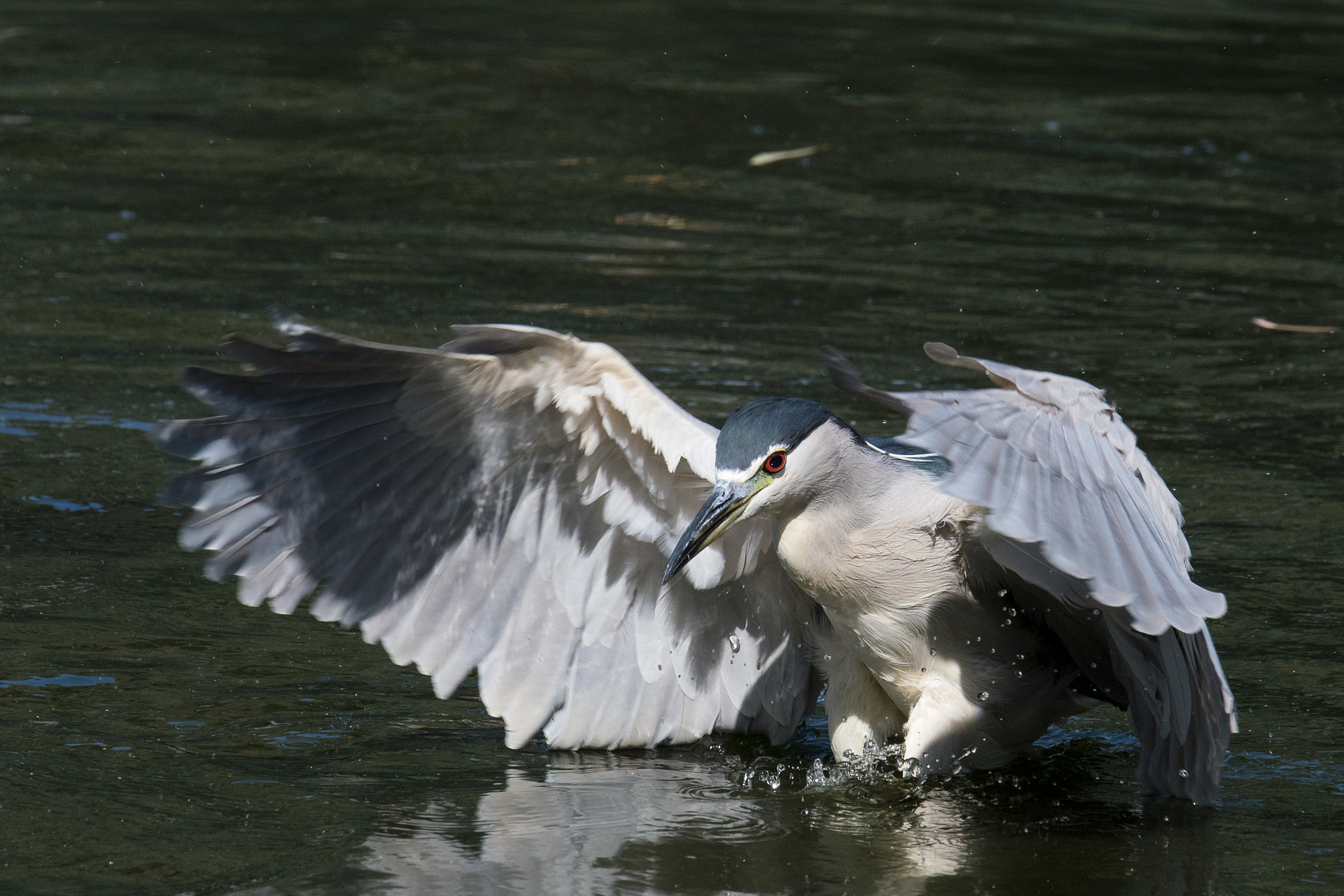 Nikon D500 + Sigma 50mm F2.8 EX DG Macro sample photo. I`m sinking photography