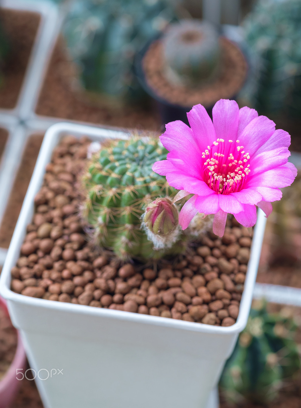Fujifilm X-E1 + Fujifilm XF 60mm F2.4 R Macro sample photo. Flower pink color of lobivia arachnacantha cactus photography