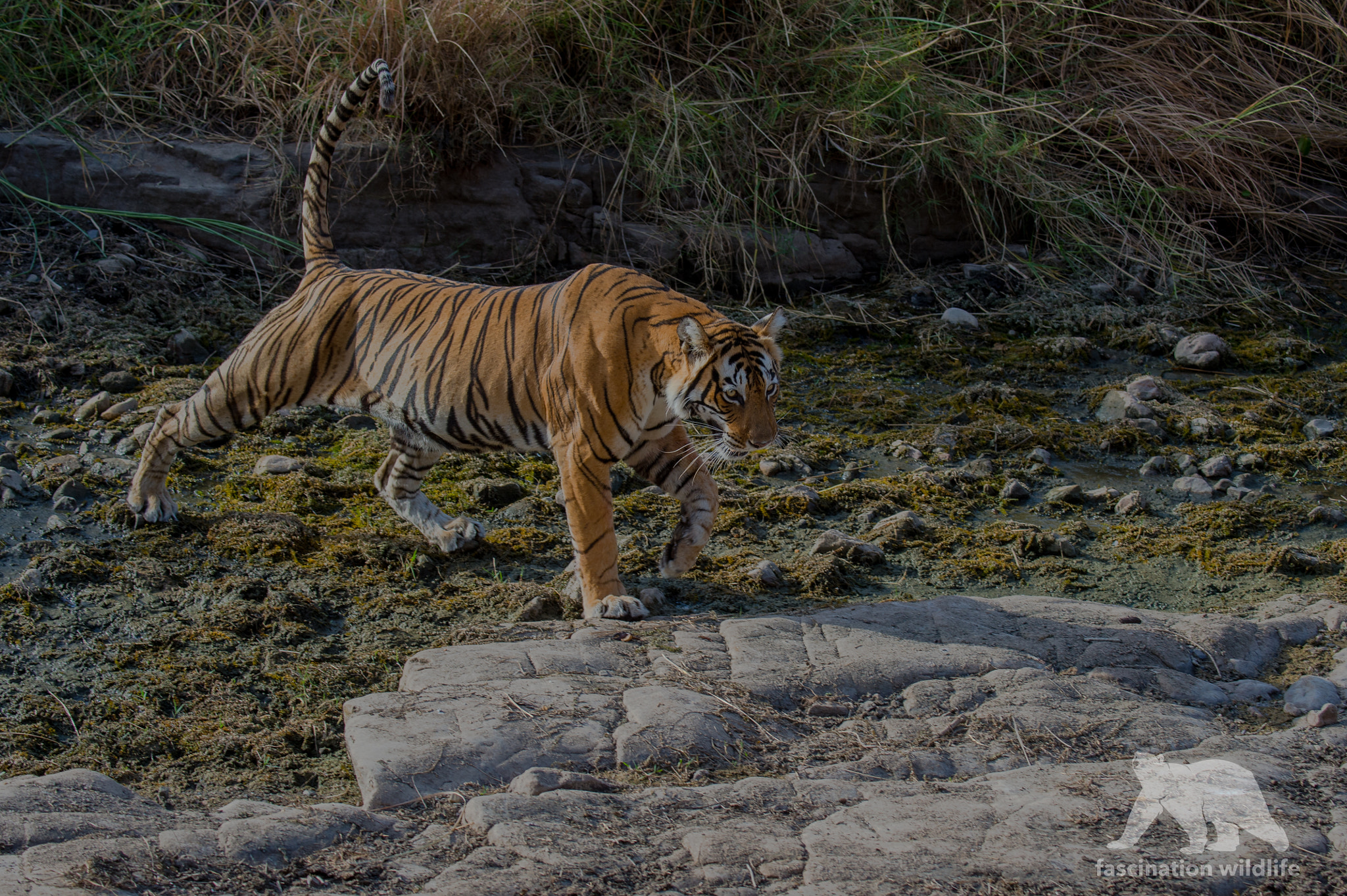Nikon D4S sample photo. Tiger crossing photography
