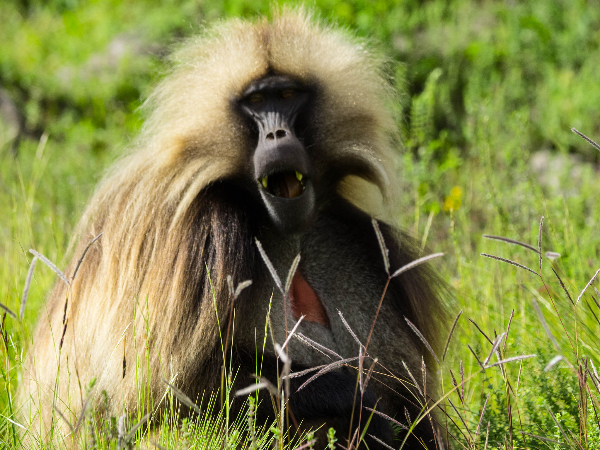 Olympus OM-D E-M1 sample photo. Gelada baboon photography