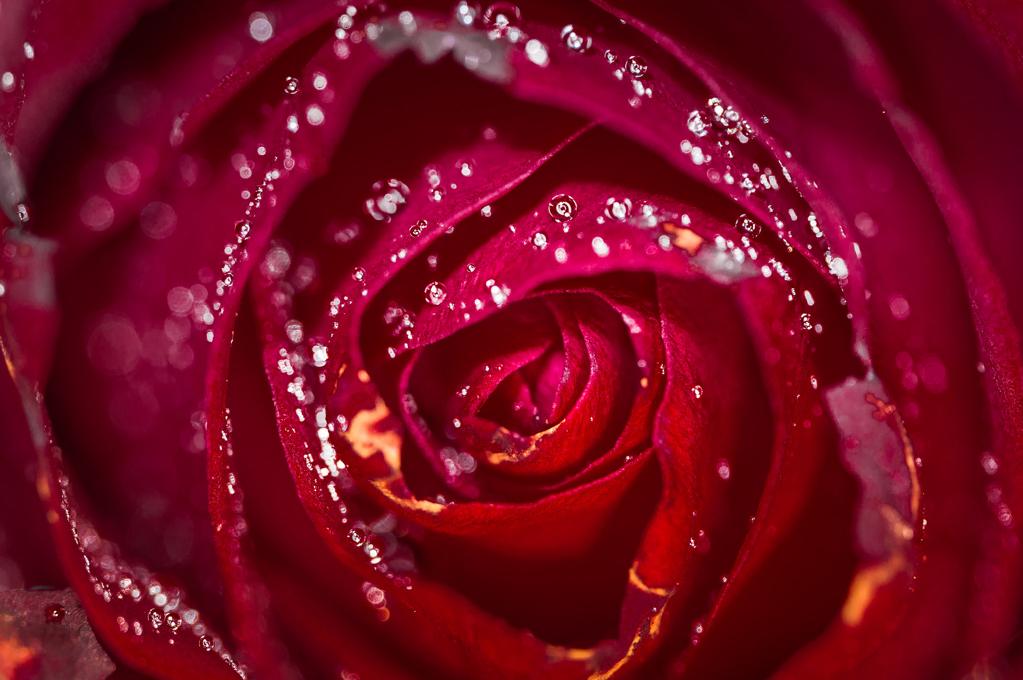 Nikon D3200 sample photo. Red, red.. photography