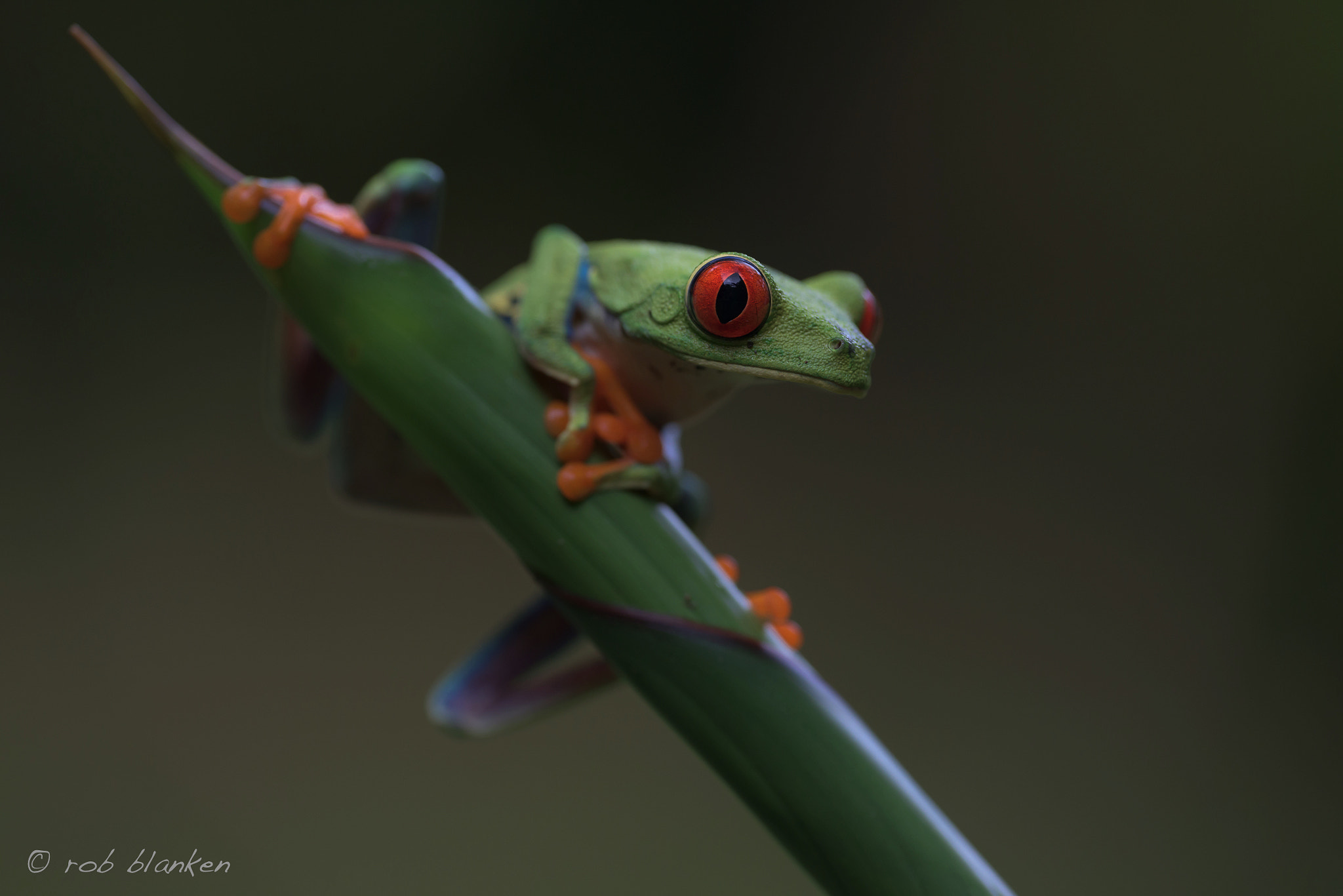 Nikon D810 sample photo. Gaudy leaf frog photography