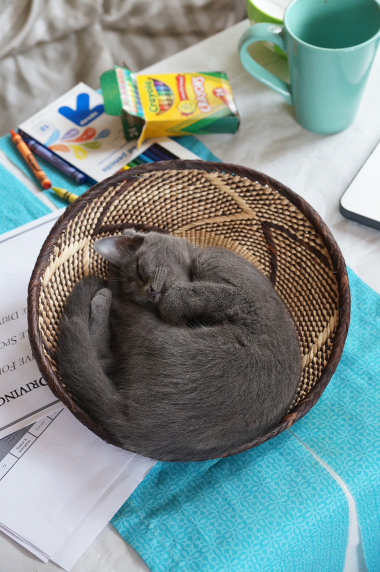 Sony DT 18-135mm F3.5-5.6 SAM sample photo. Guest star: olive the grey kitten photography
