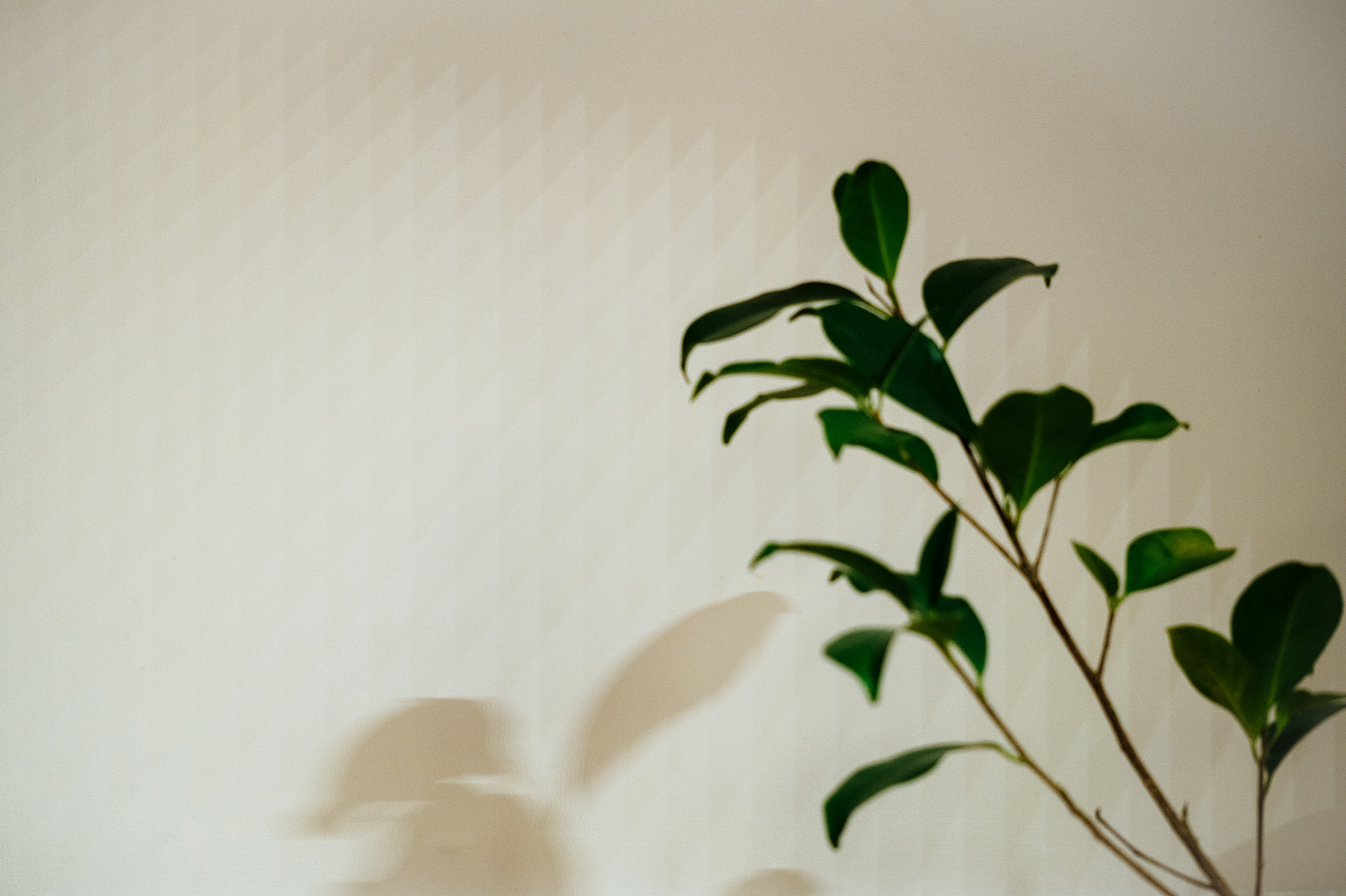 Sony E 55-210mm F4.5-6.3 OSS sample photo. Shadows of the home photography