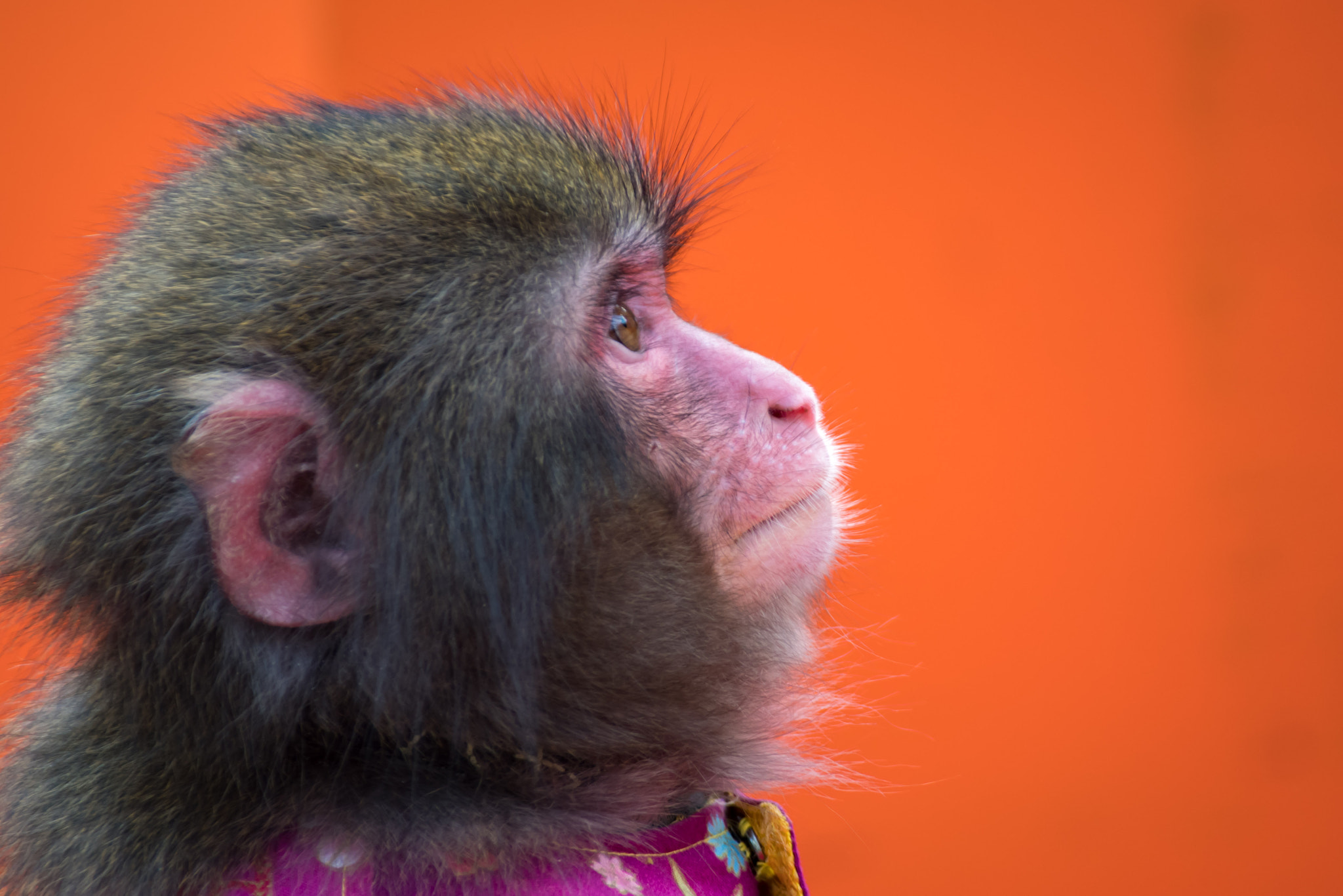 Sigma sample photo. Japanese macaque photography