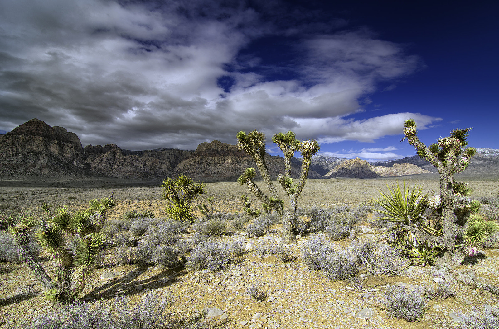 Nikon D500 + Tokina AT-X Pro 11-16mm F2.8 DX sample photo. Clouds over the mojave photography