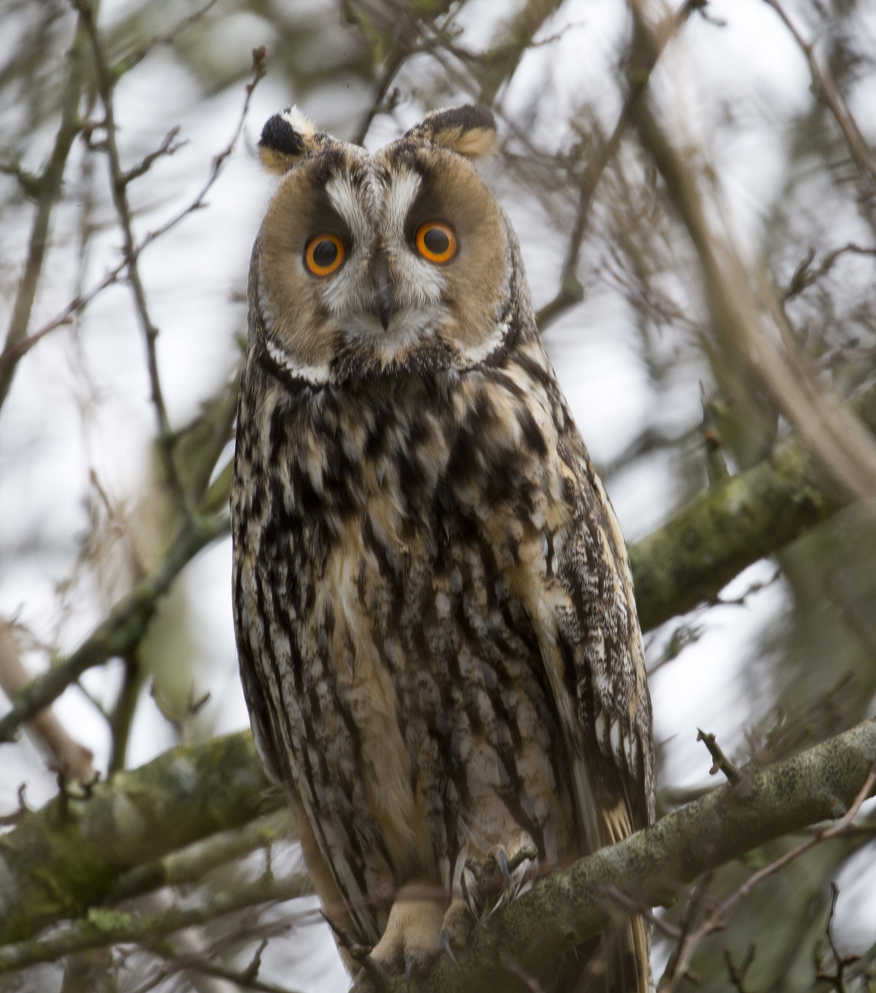 Canon EOS-1D X sample photo. Long eared owl () photography