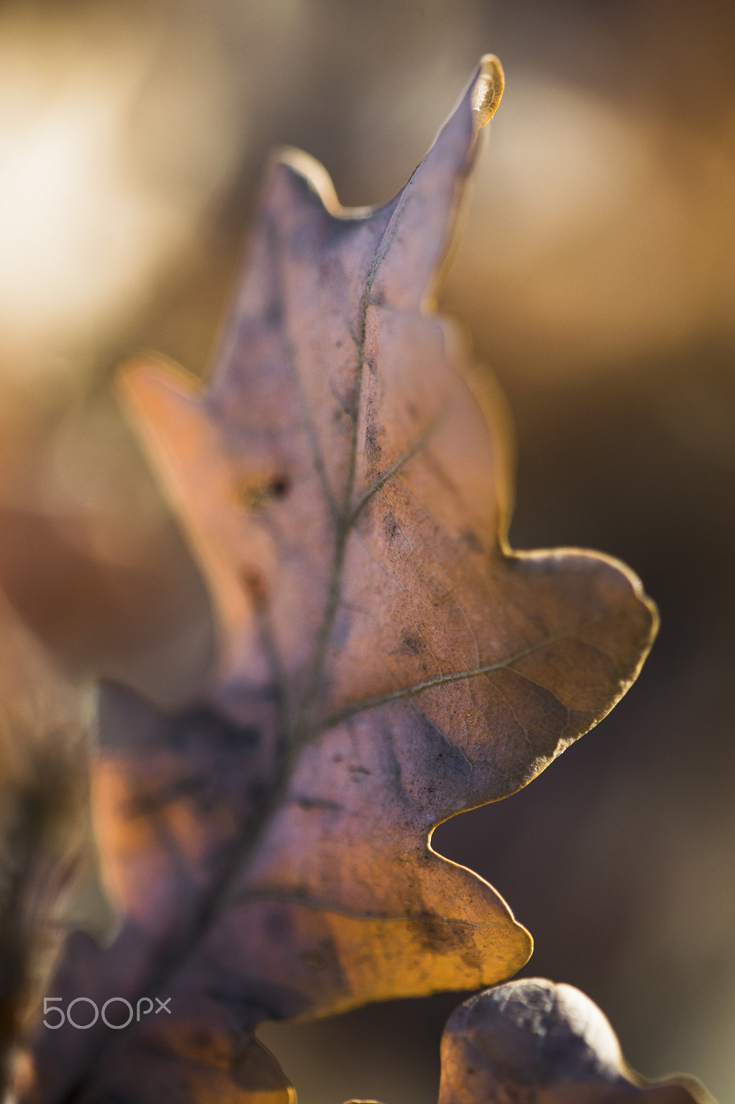 Sigma 150mm F2.8 EX DG Macro HSM sample photo. Oak leaf photography