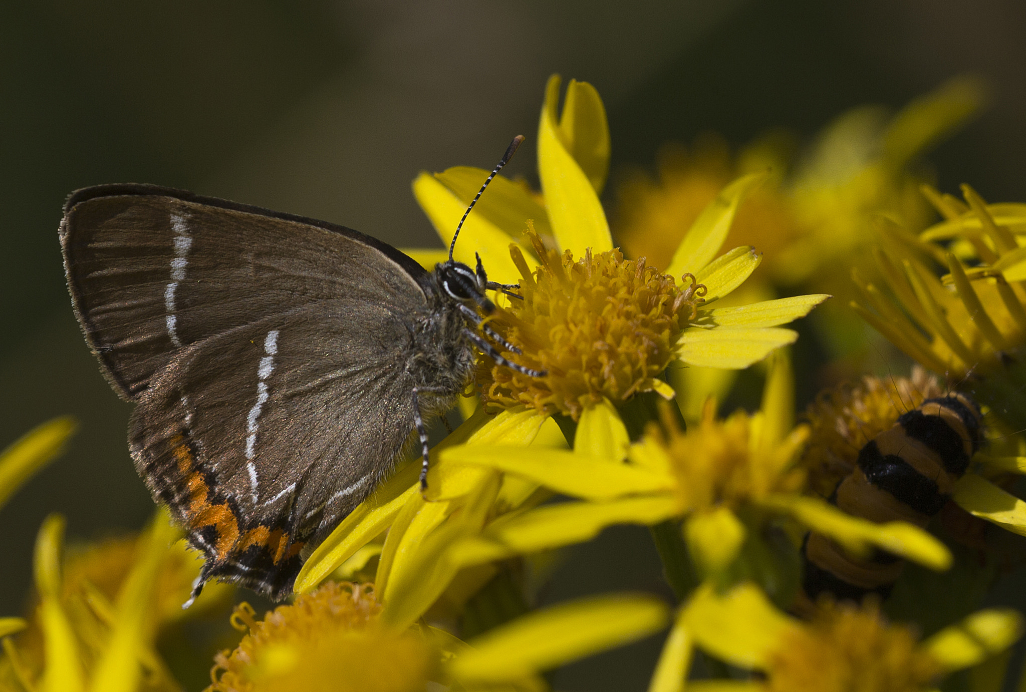 Sigma 150mm f/2.8 EX DG OS HSM APO Macro sample photo. Satyrium w album photography