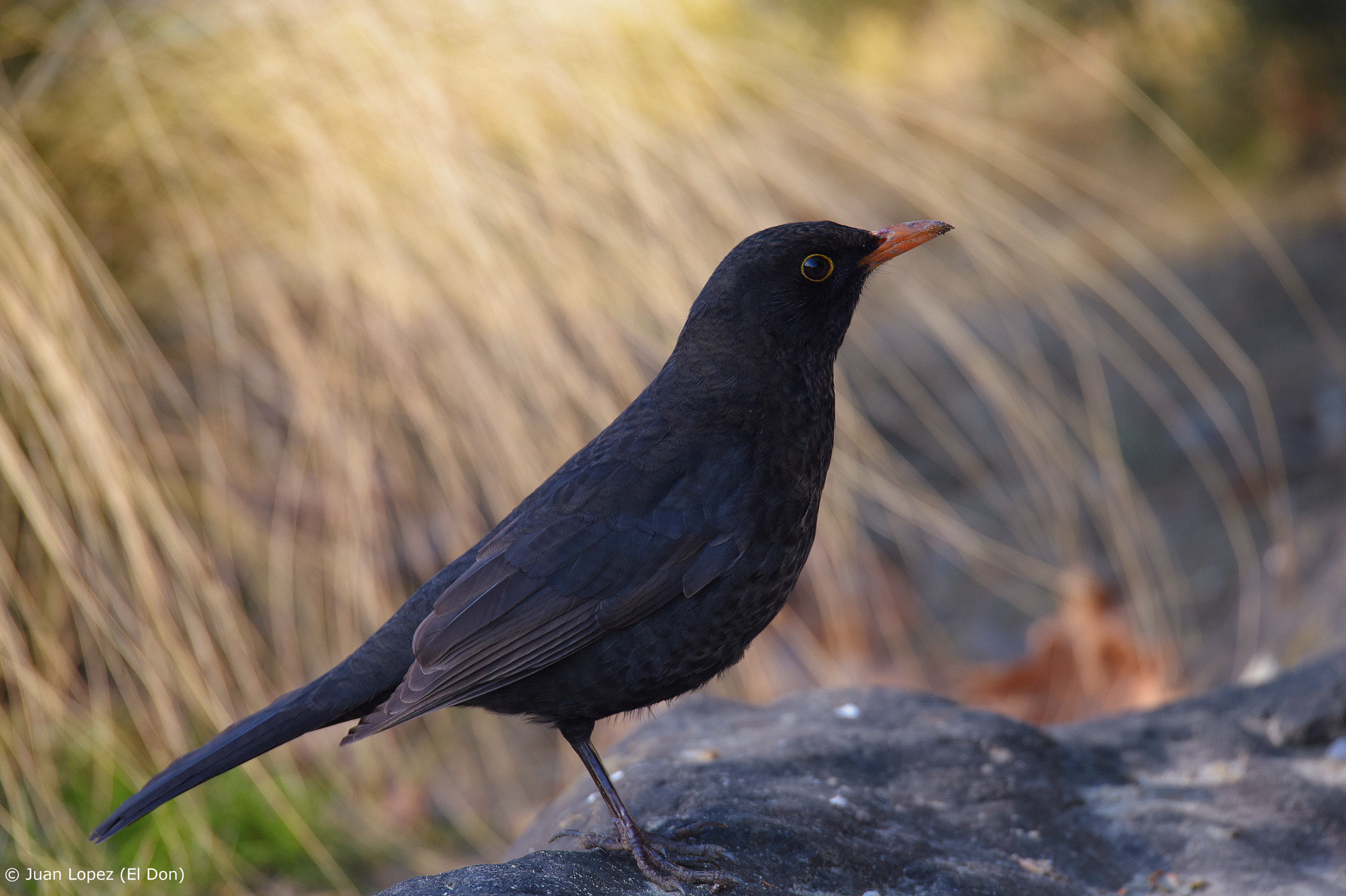 Nikon D810 sample photo. Bird photography