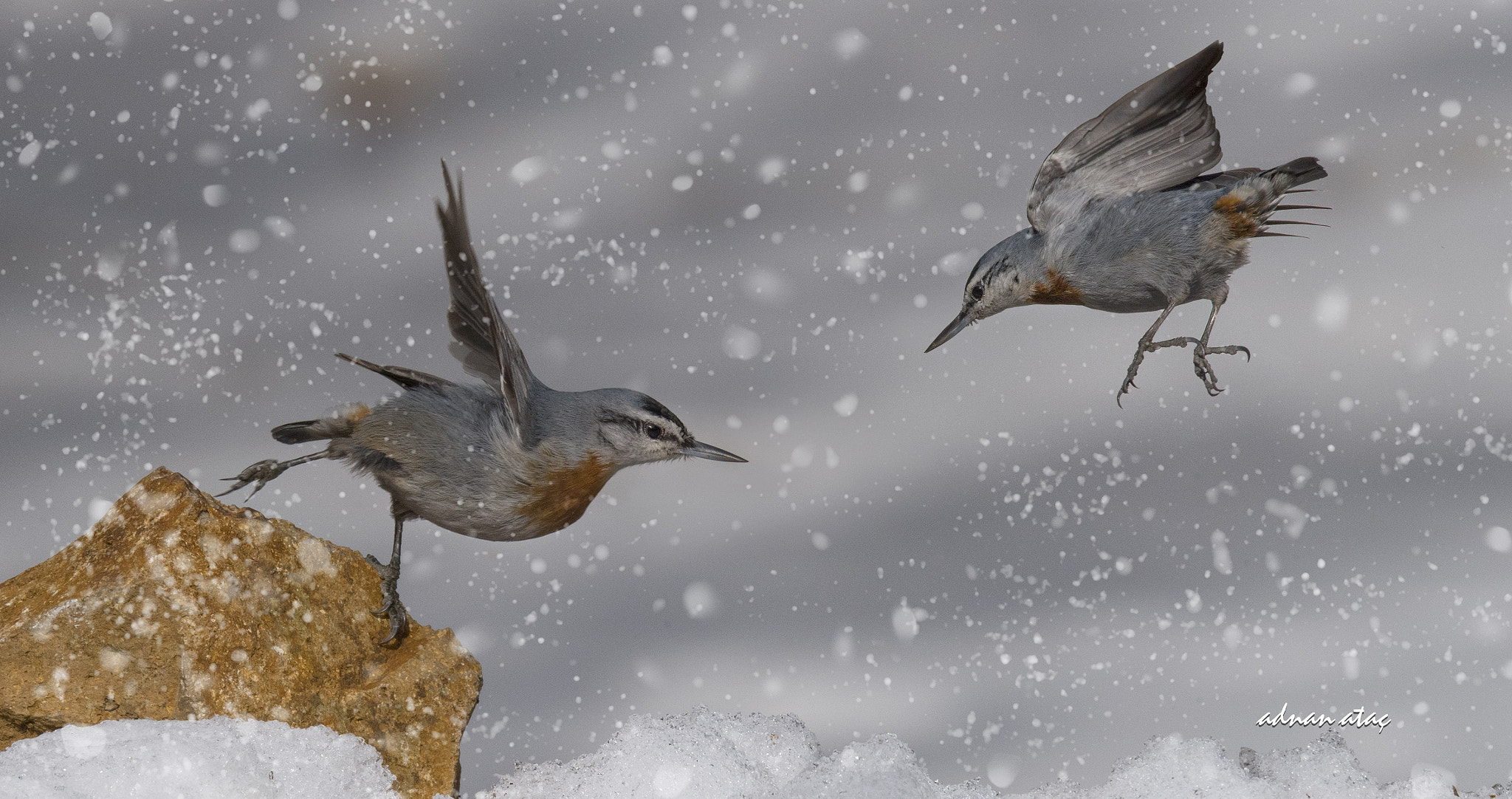Sigma 150-600mm F5-6.3 DG OS HSM | S sample photo. Anadolu sıvacısı - krüper`s nuthatch - sitta krueperi photography