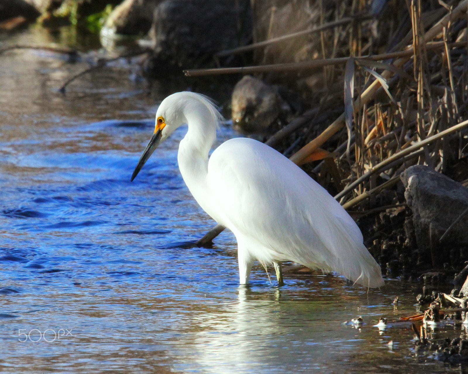 Canon EOS 7D + Sigma 150mm f/2.8 EX DG OS HSM APO Macro sample photo. Snowy egret catching diner... photography