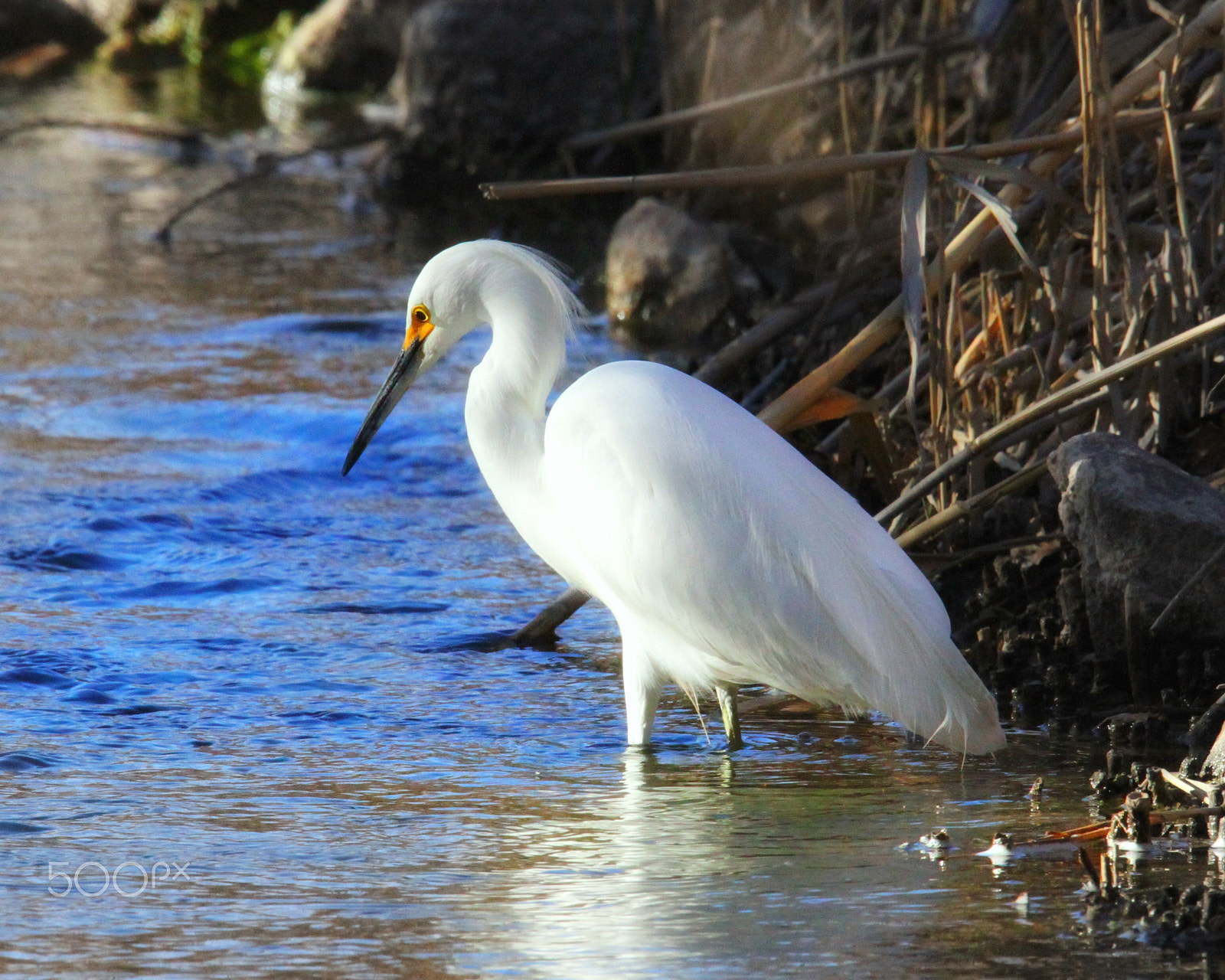 Sigma 150mm f/2.8 EX DG OS HSM APO Macro sample photo. Snowy egret catching diner... photography