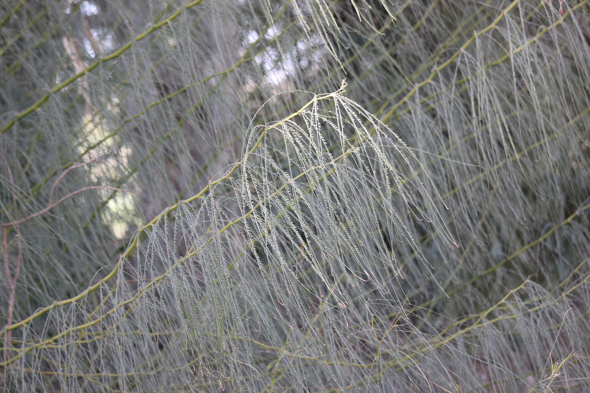 Canon EF-S 55-250mm F4-5.6 IS STM sample photo. Spirit of the forest photography