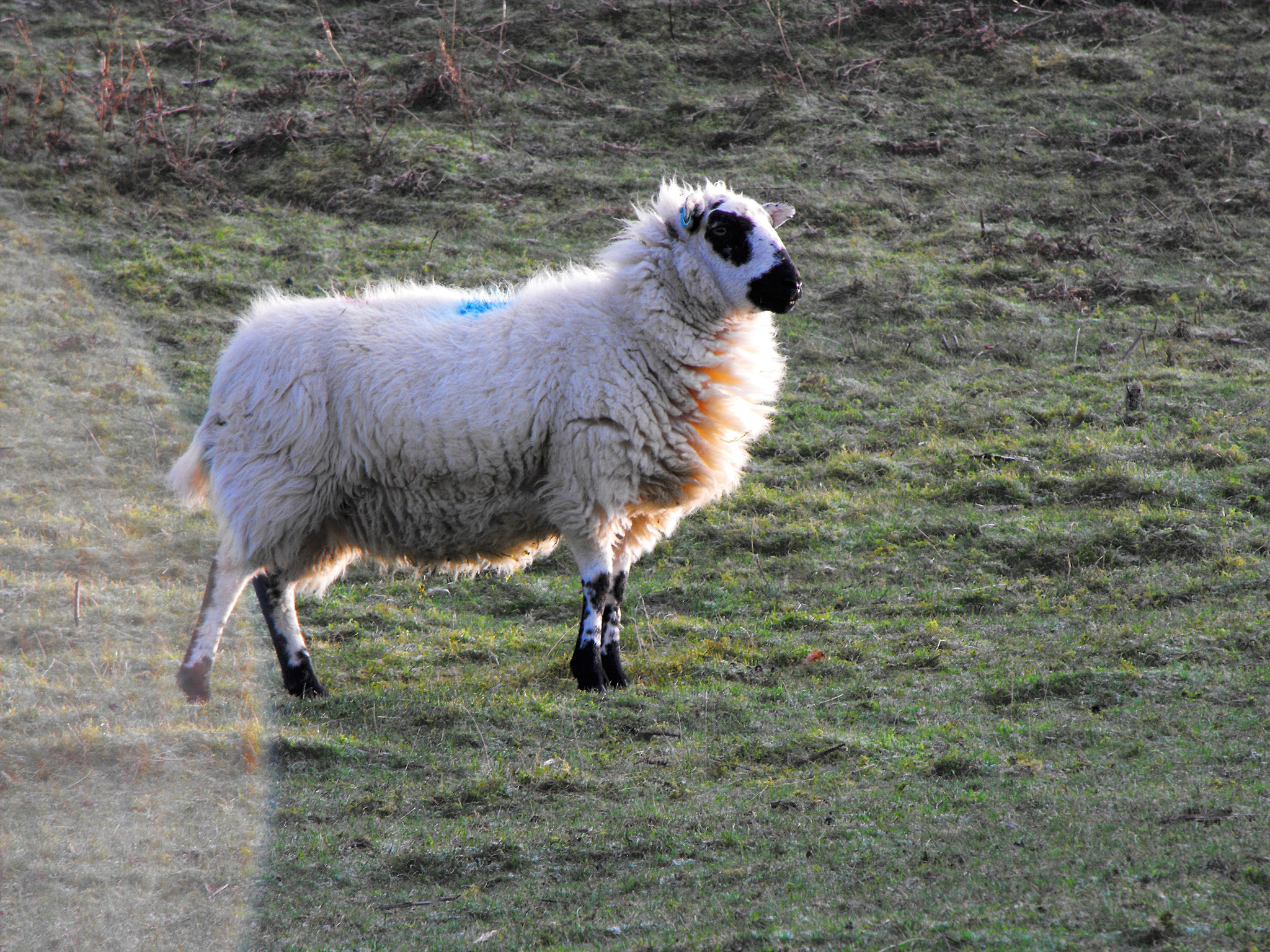 Fujifilm FinePix S1000fd sample photo. A sun lit sheep photography