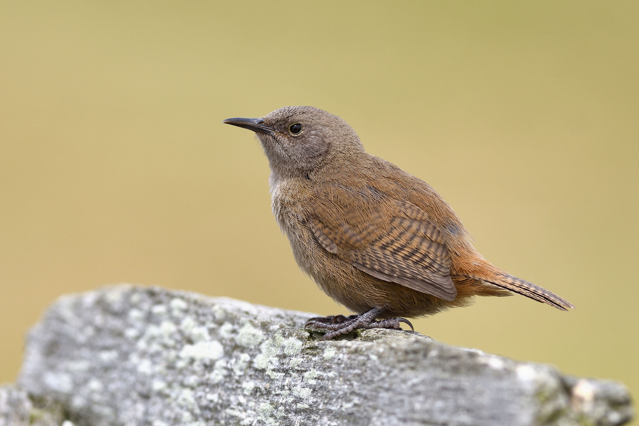 Nikon D500 sample photo. Tussacbird photography