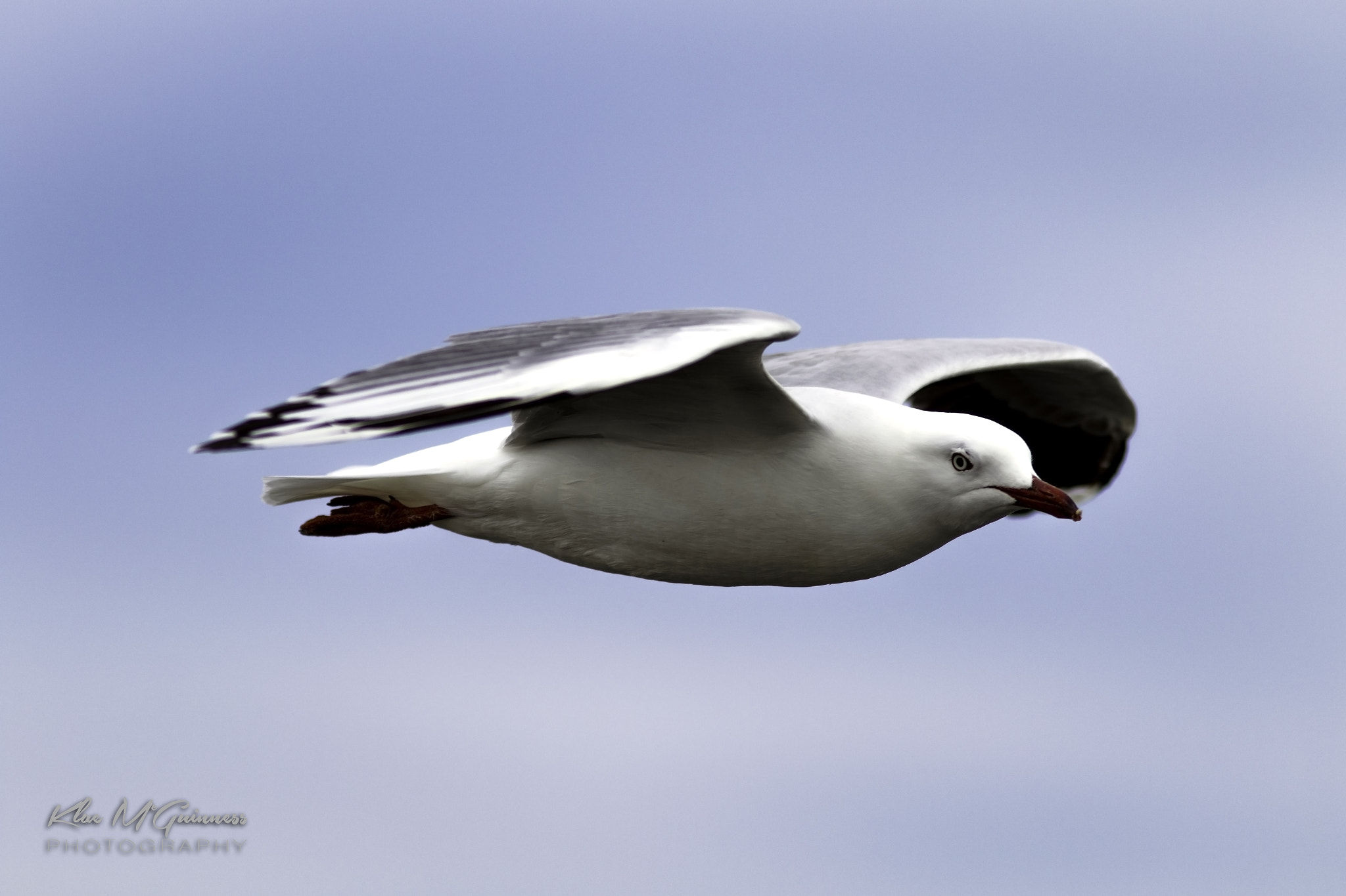 Canon EOS 7D Mark II + Canon EF 300mm F4L IS USM sample photo. The seagull photography