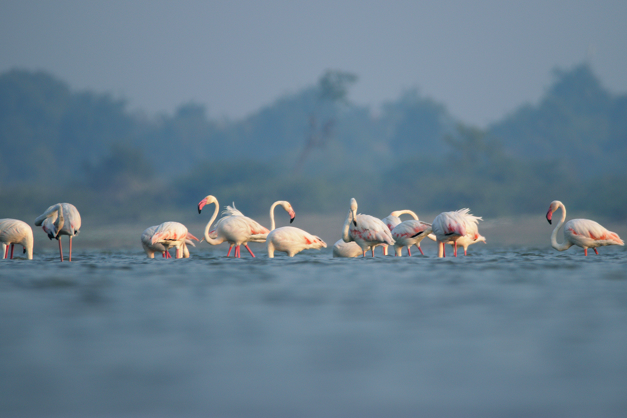 Sigma 150-600mm F5-6.3 DG OS HSM | C sample photo. Flamingo photography