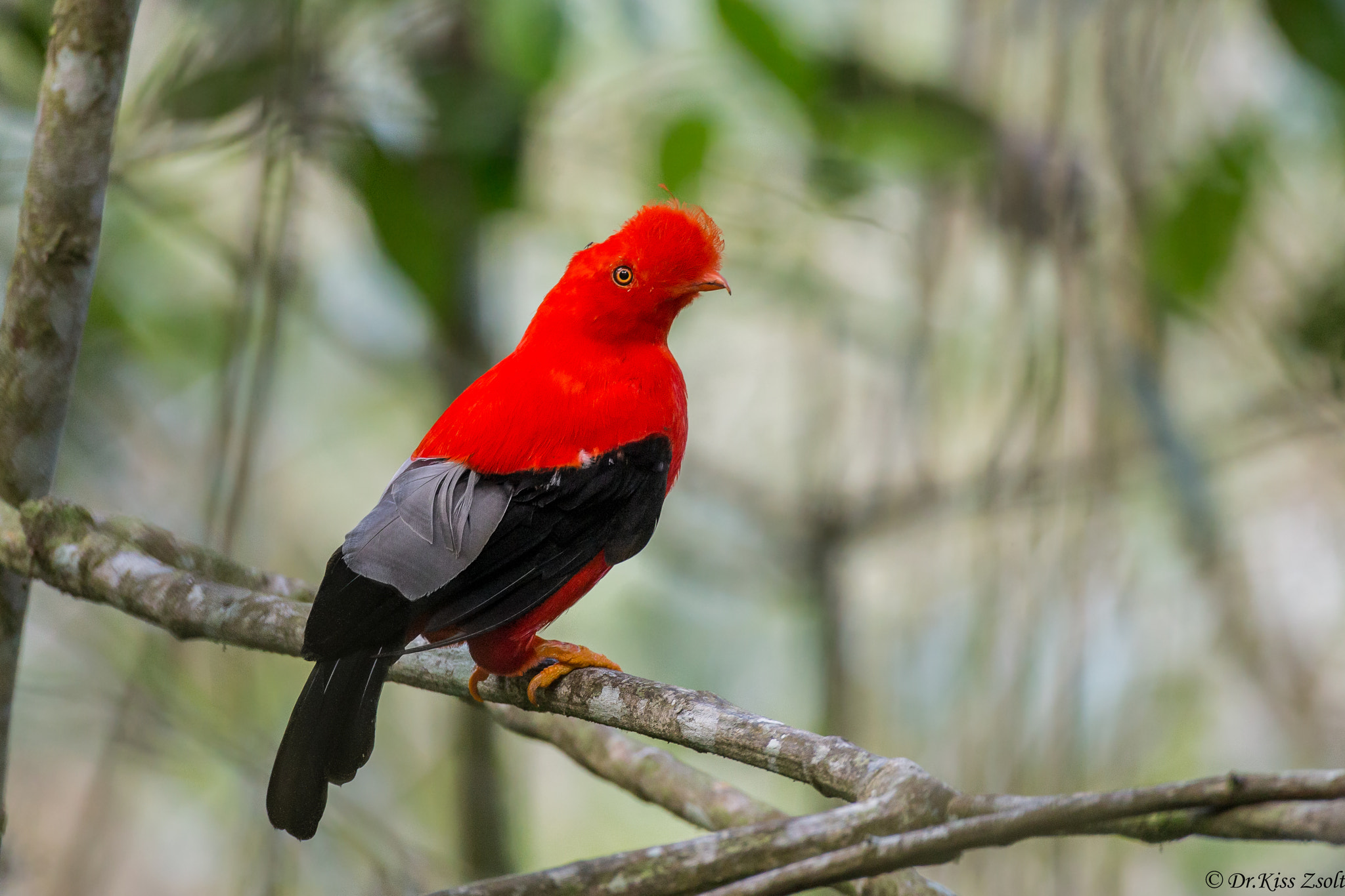 Canon EF 500mm F4L IS USM sample photo. Andean cock-of-the-rock photography