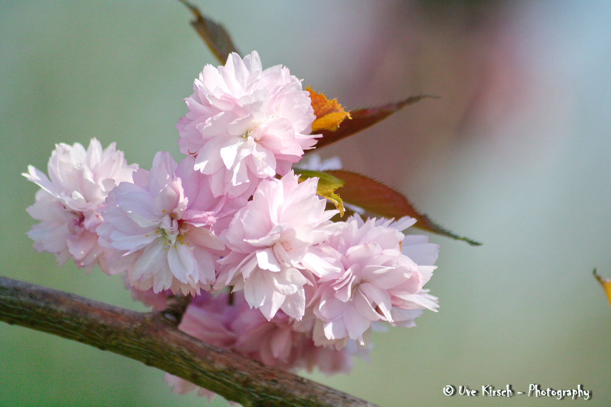 Canon EF-S 55-250mm F4-5.6 IS sample photo. Japanese cherry blossoms photography