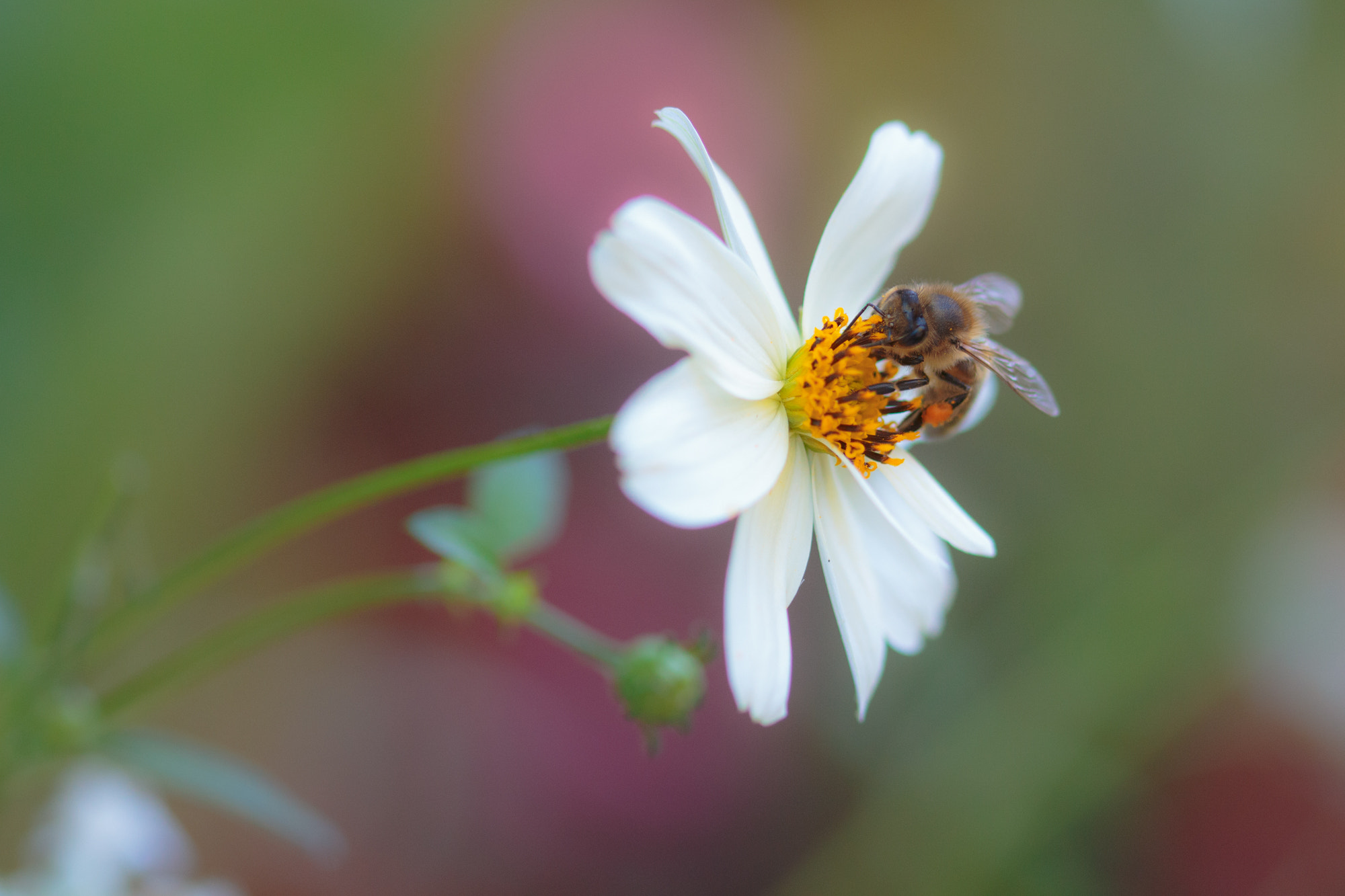 Sigma 105mm F2.8 EX DG OS HSM sample photo. Nature  photography