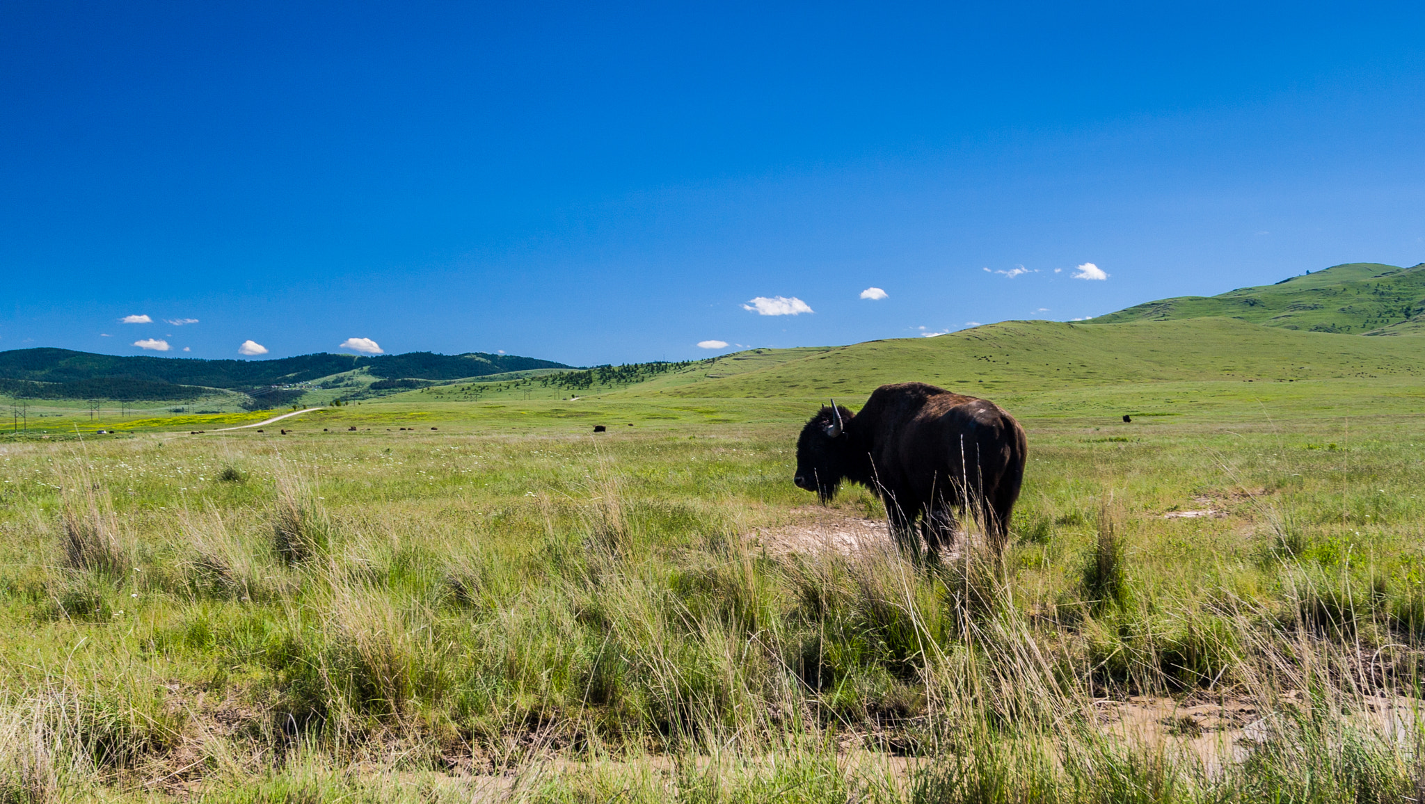 Canon EOS 30D sample photo. Bison photography