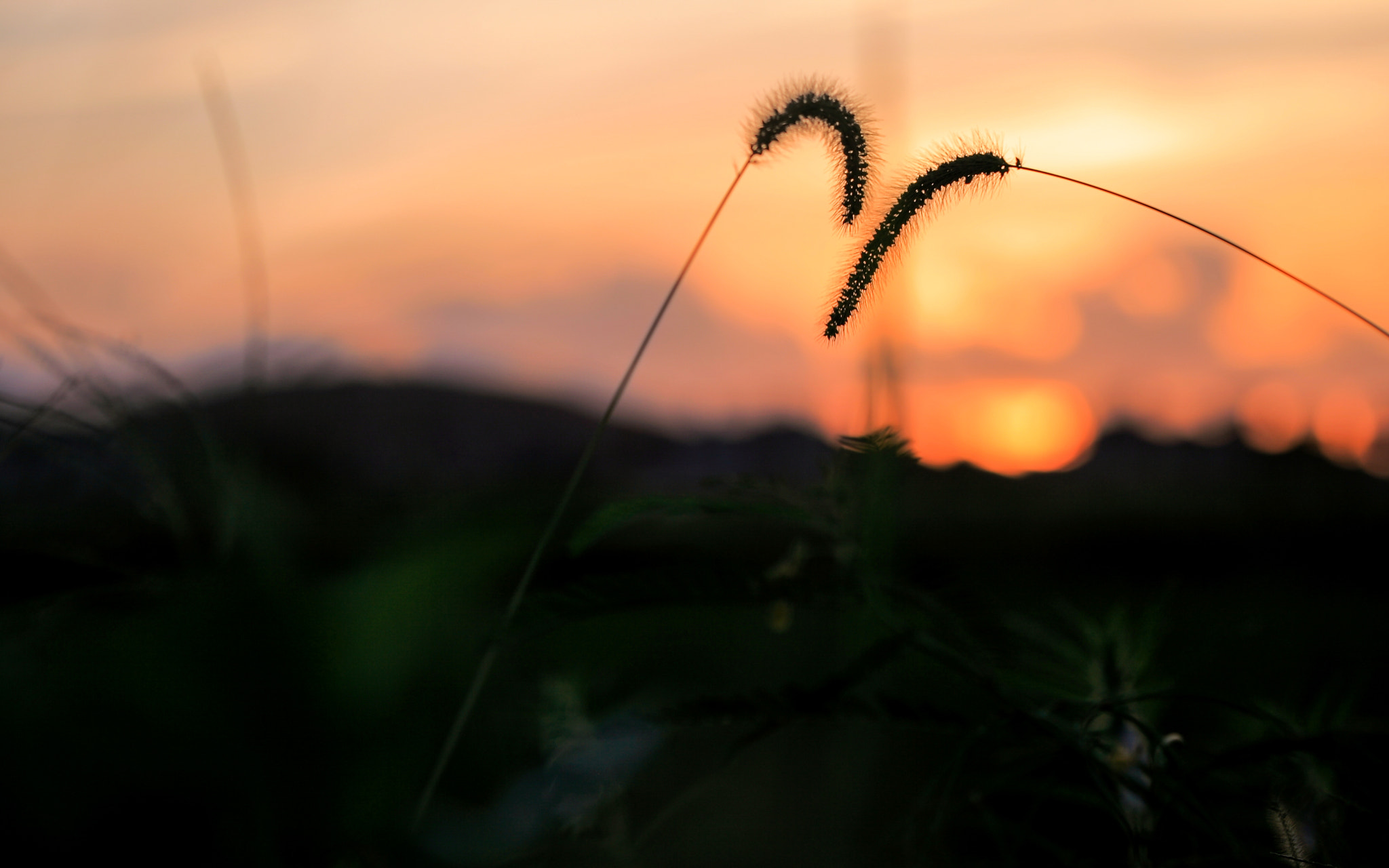 Canon EF 100mm F2.8 Macro USM sample photo
