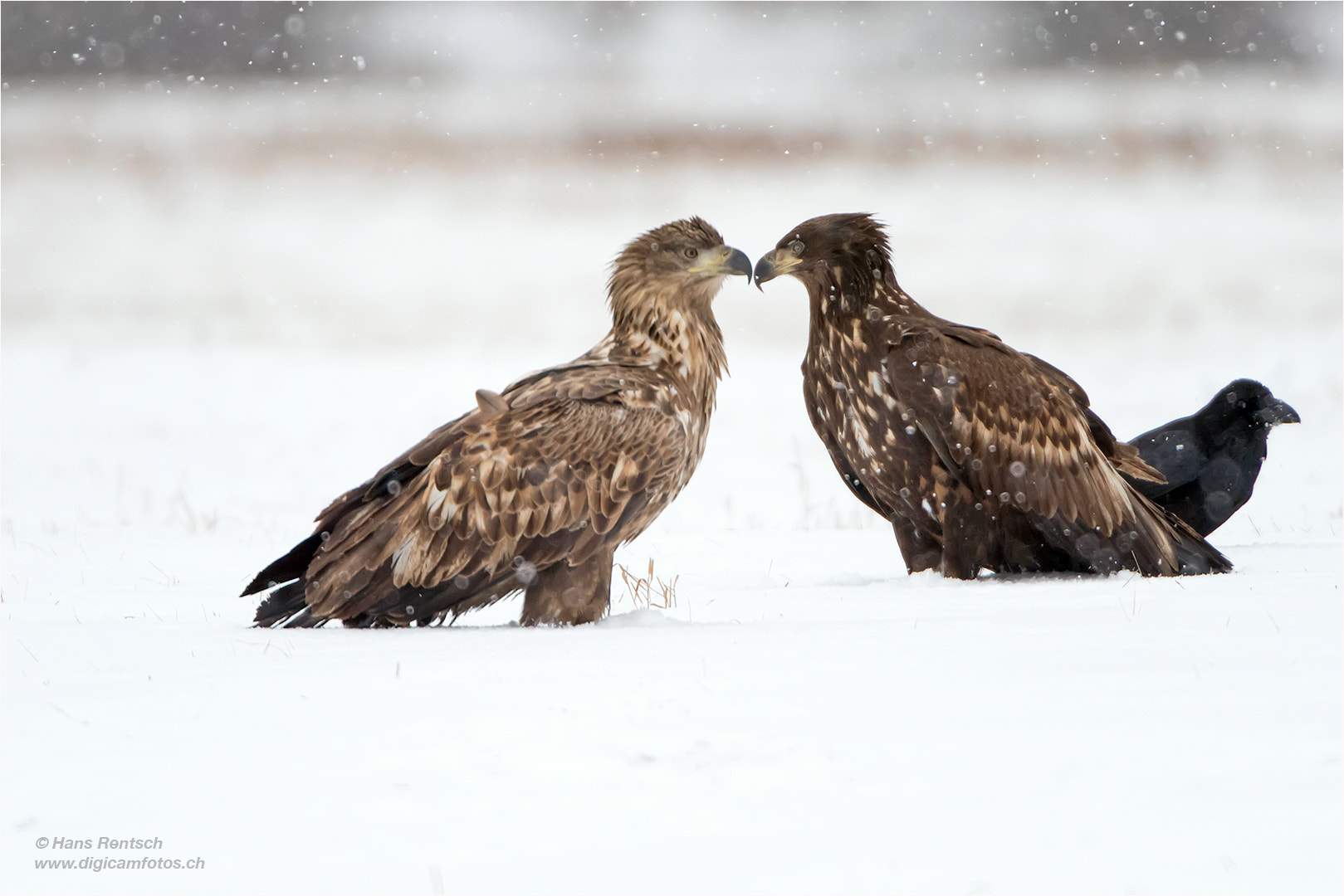 Nikon D5 sample photo. Seeadler photography
