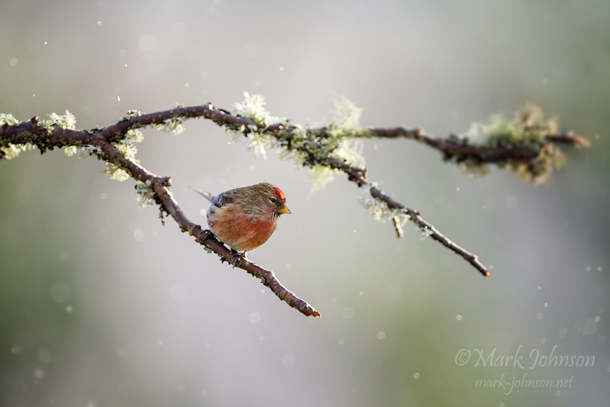 Nikon AF-S Nikkor 300mm F2.8G ED VR II sample photo. Redpoll photography