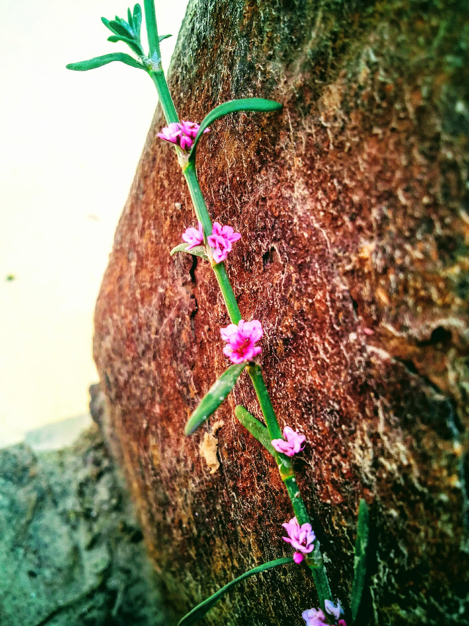 Micromax Canvas A1 sample photo. Simmmply beautiful photography