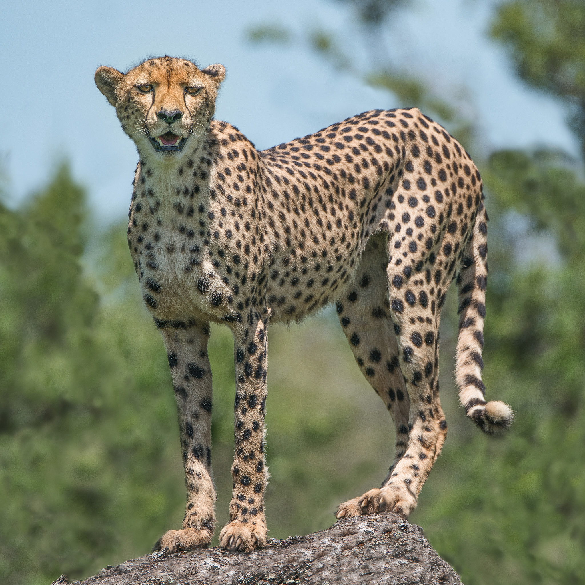 Sony 70-400mm F4-5.6 G SSM II sample photo. Watchful cheetah photography
