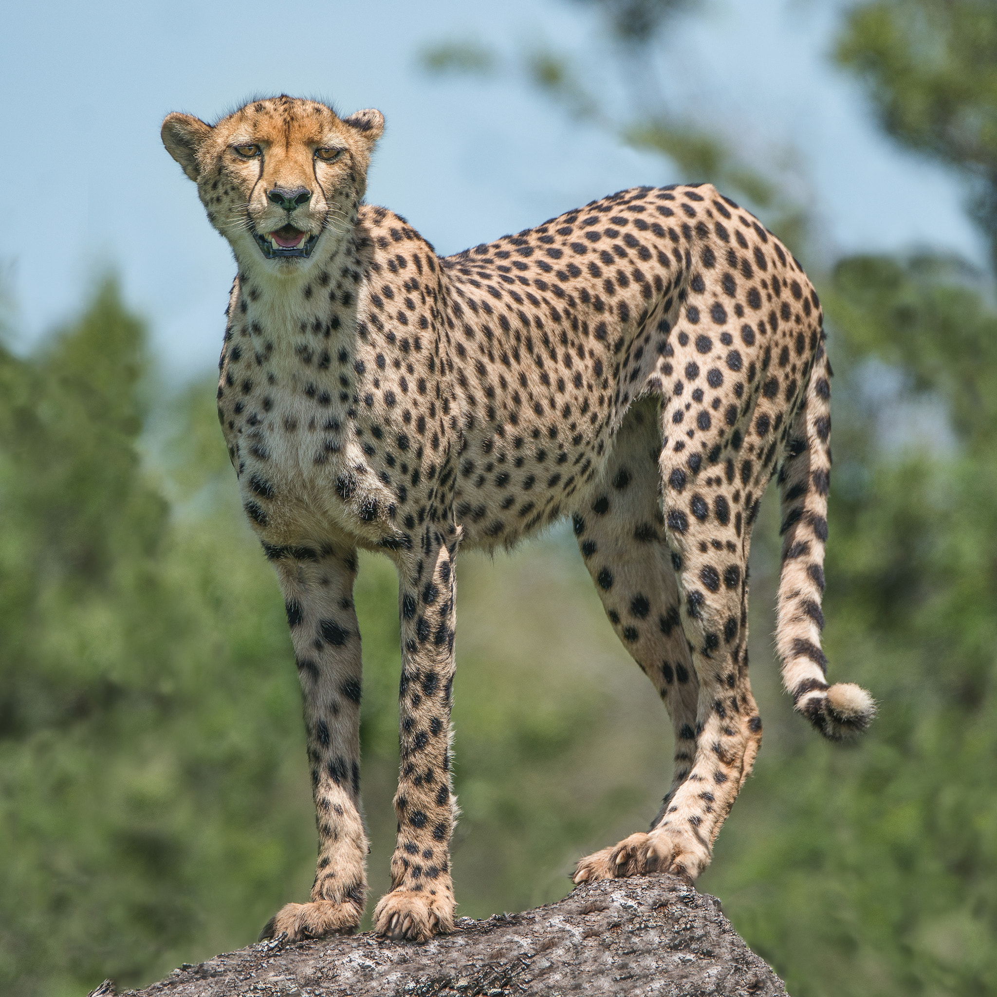 Sony a7R II sample photo. Watchful cheetah photography