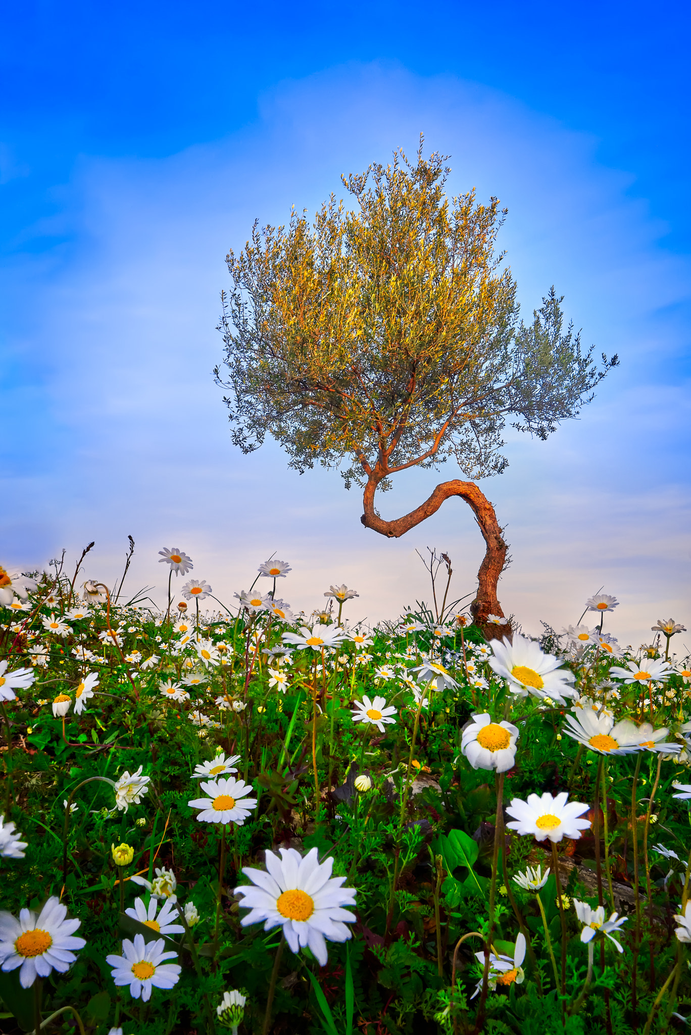 Nikon AF-S Nikkor 16-35mm F4G ED VR sample photo. Little olive tree on the prairie. photography