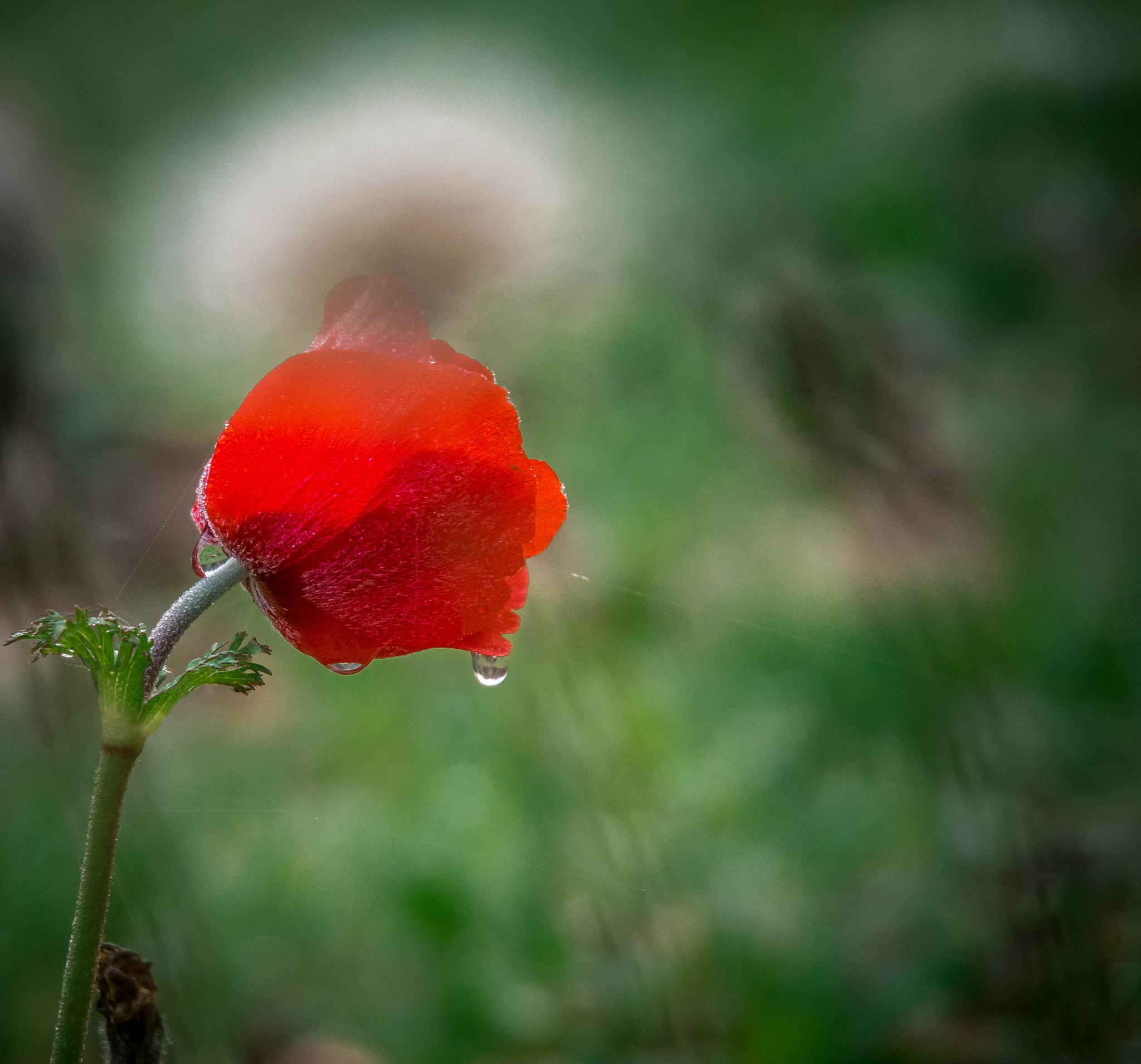Olympus OM-D E-M5 sample photo