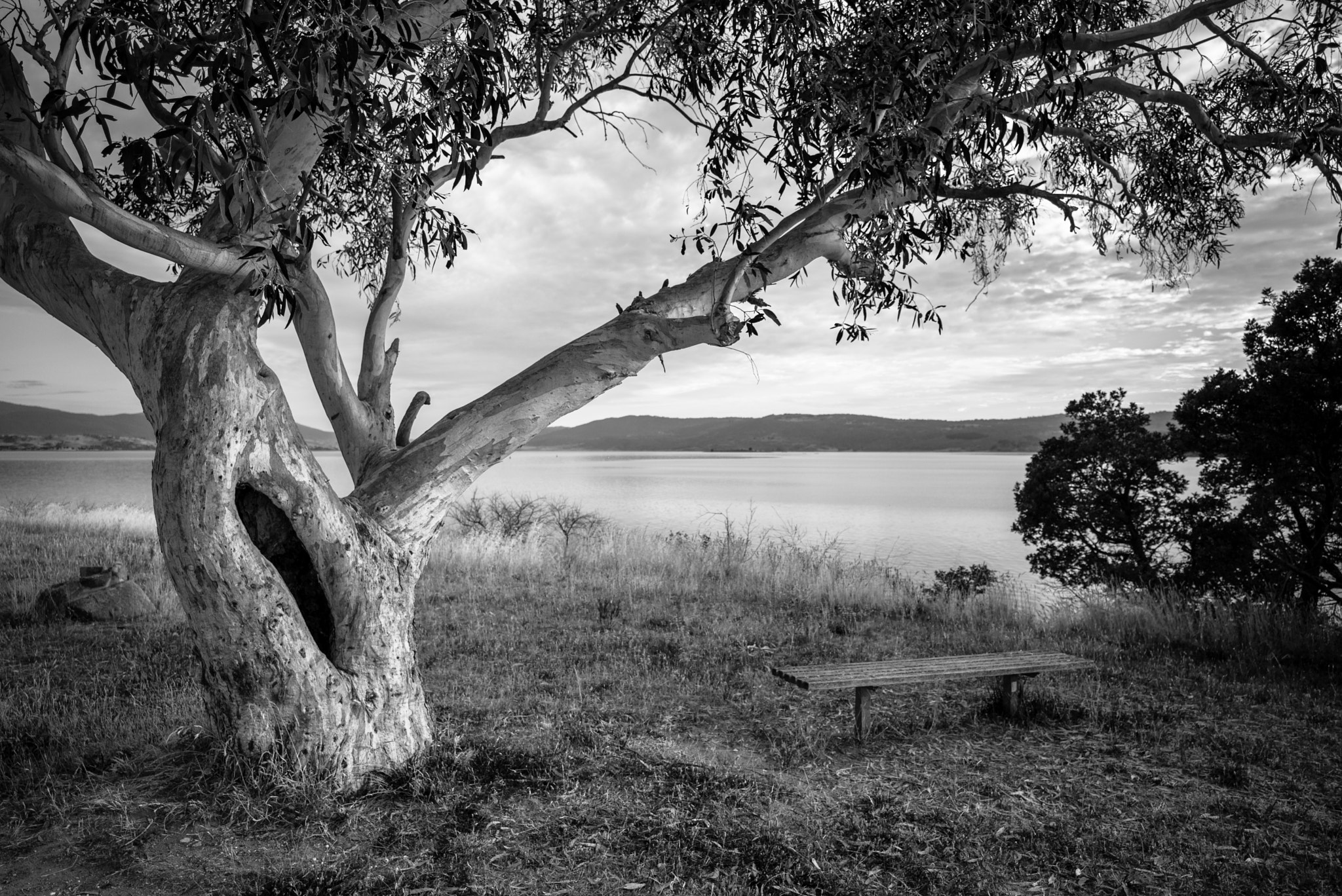 Leica Super-Elmar-M 21mm F3.4 ASPH sample photo. The tree photography