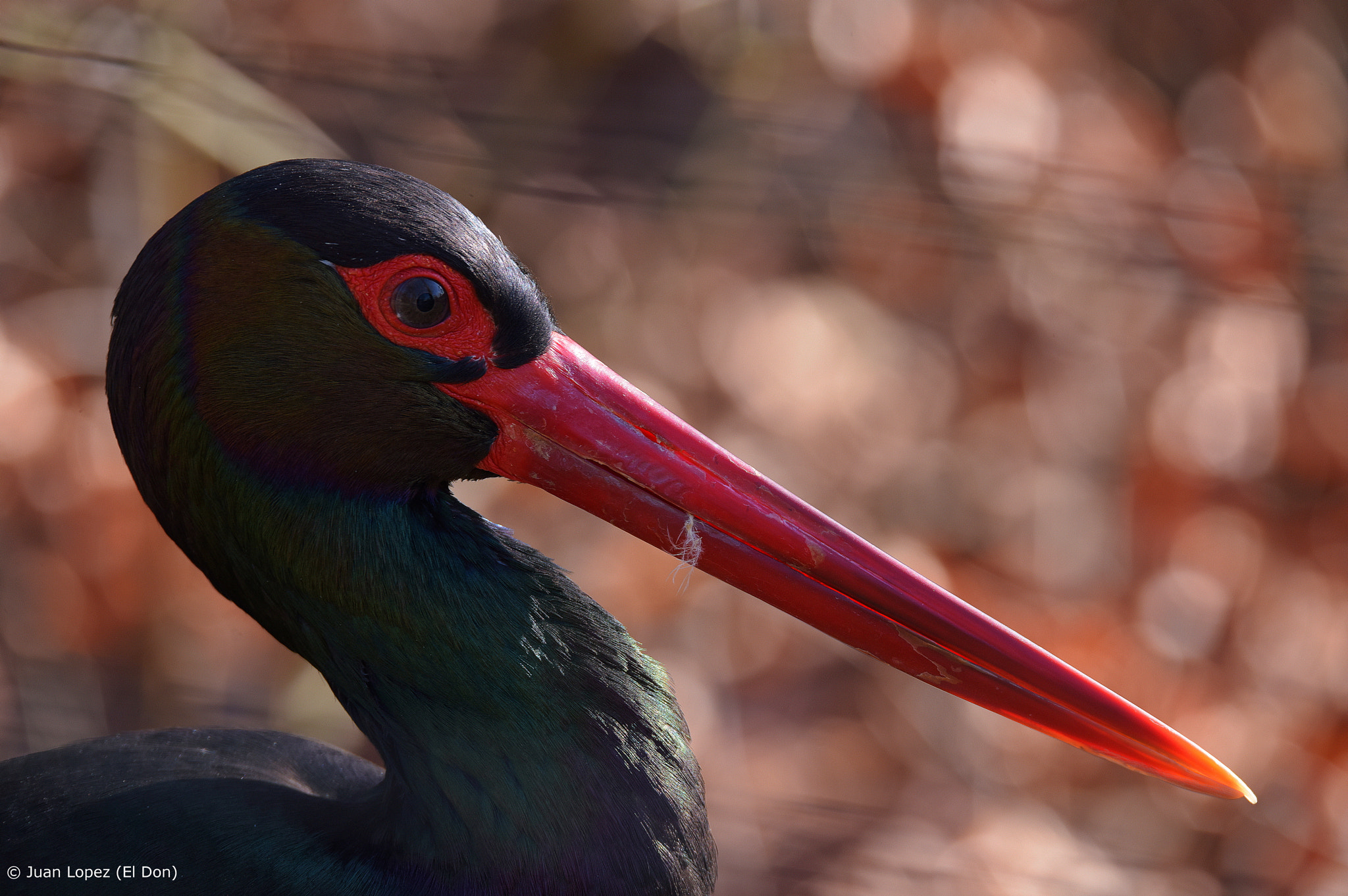 Sigma 150-600mm F5-6.3 DG OS HSM | S sample photo. Bird photography